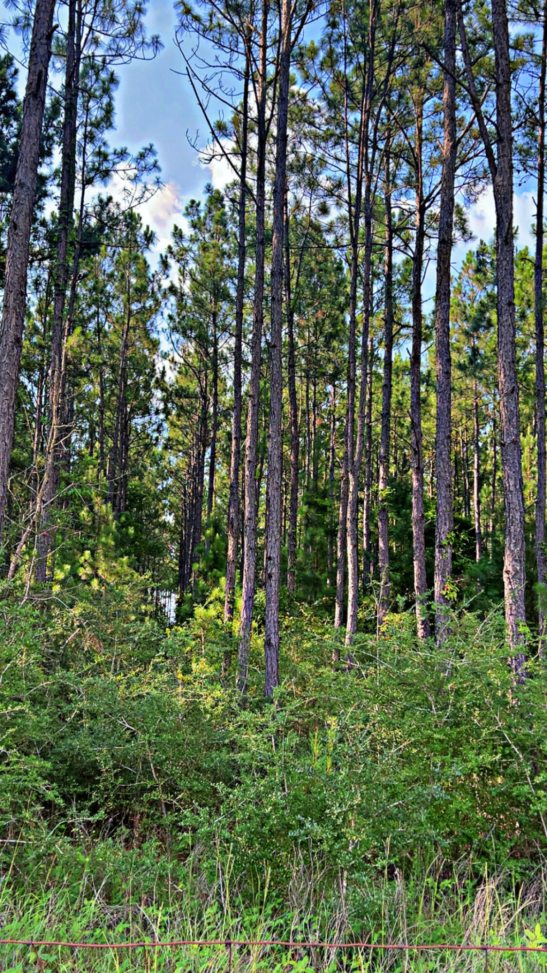 363 Acres FL-85