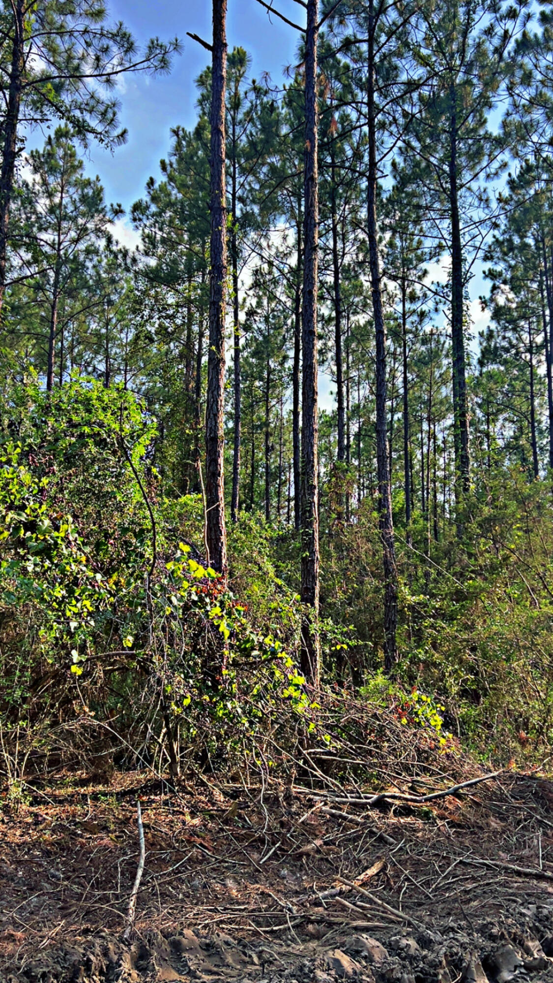 363 Acres FL-85