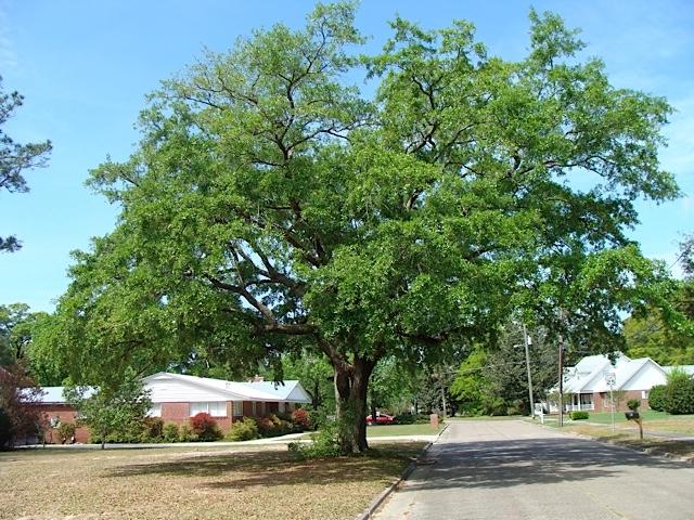 DEFUNIAK SPRINGS TOWN OF - Residential