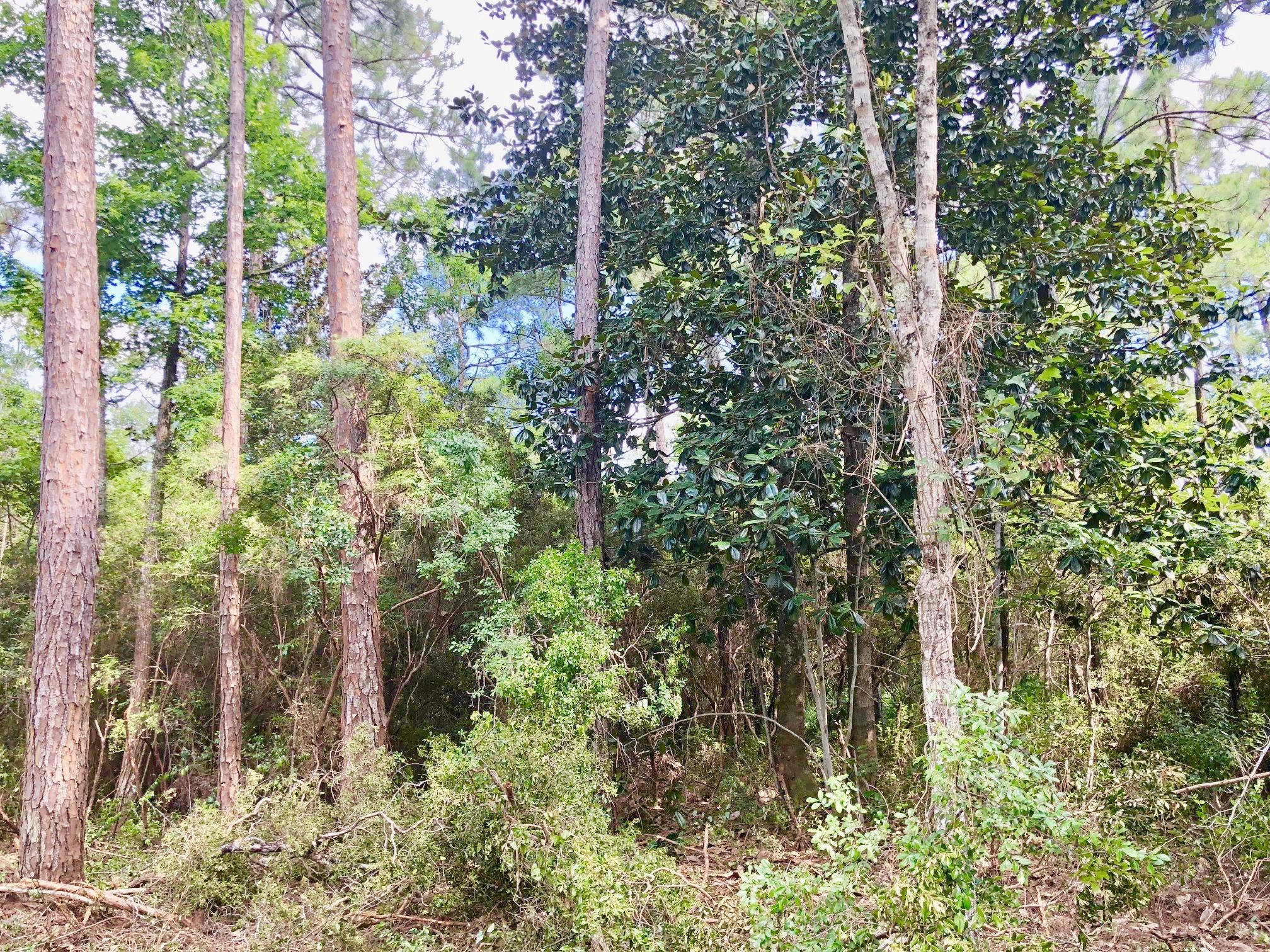 MAGNOLIA BEACH - Land