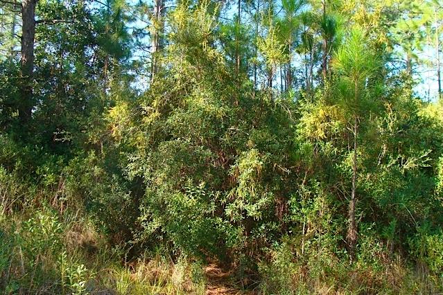 EXCLUSIVE BEACH - Land