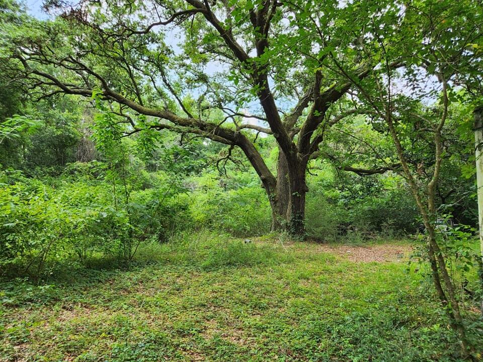 Come let this serene, shaded, green 1.9307 acre lot under old oak trees take your breath away. This lot is set off the road to provide privacy from neighbors and the road. If 1.9307 acres is not enough, sellers have an additional .3905 acres MLS #926530 connected on the market also. Per Planning and zoning. 1 Single family home or Mobile home, manufactured home, and modular home allowed on each parcel. The old home would have to be removed to put a new dwelling on the .3905 lot. Property has been handed down through family members for many years. Info given on lot(s)and GIS information is for informational purposes ONLY. Buyer and his / her agent shall be responsible for verifying ALL information provided. Possibly 2 wells and 1 septic on BOTH parcels, location and age unknown. Water meter on .3905 parcel. Water and sanitation through ECUA. No gas on property, contact Marketing w / county for information on adding. Sewer can be tapped into. Contact engineering for approval, cut in fee, and impact fee. No wetland study has be conducted, no survey. See photos for GIS information /map screenshots.
There is a 1984 mobile home on .3905 acre lot. No value being given, will not be removed. Could potentially be rehabbed.