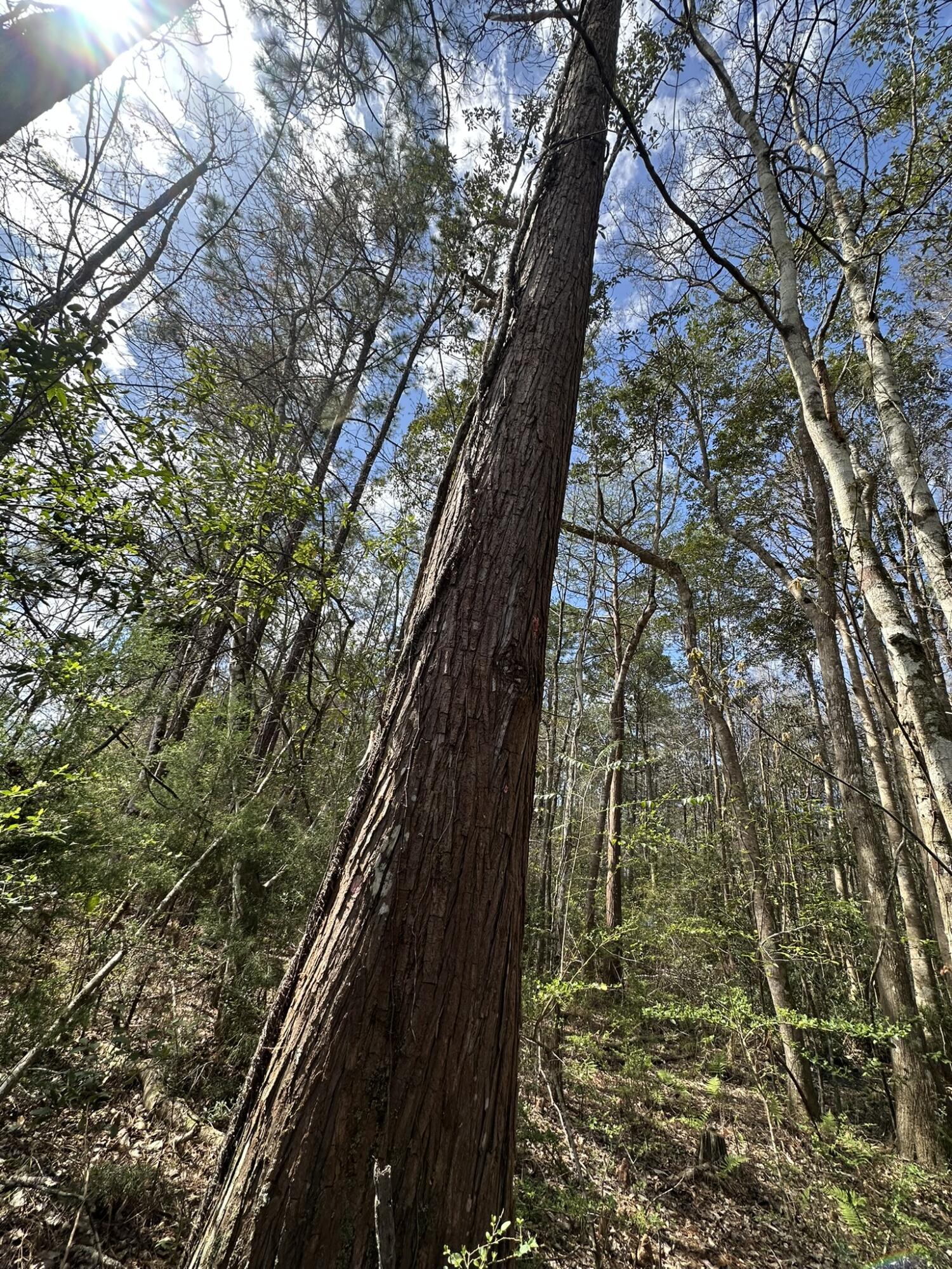 METES & BOUNDS - Farm