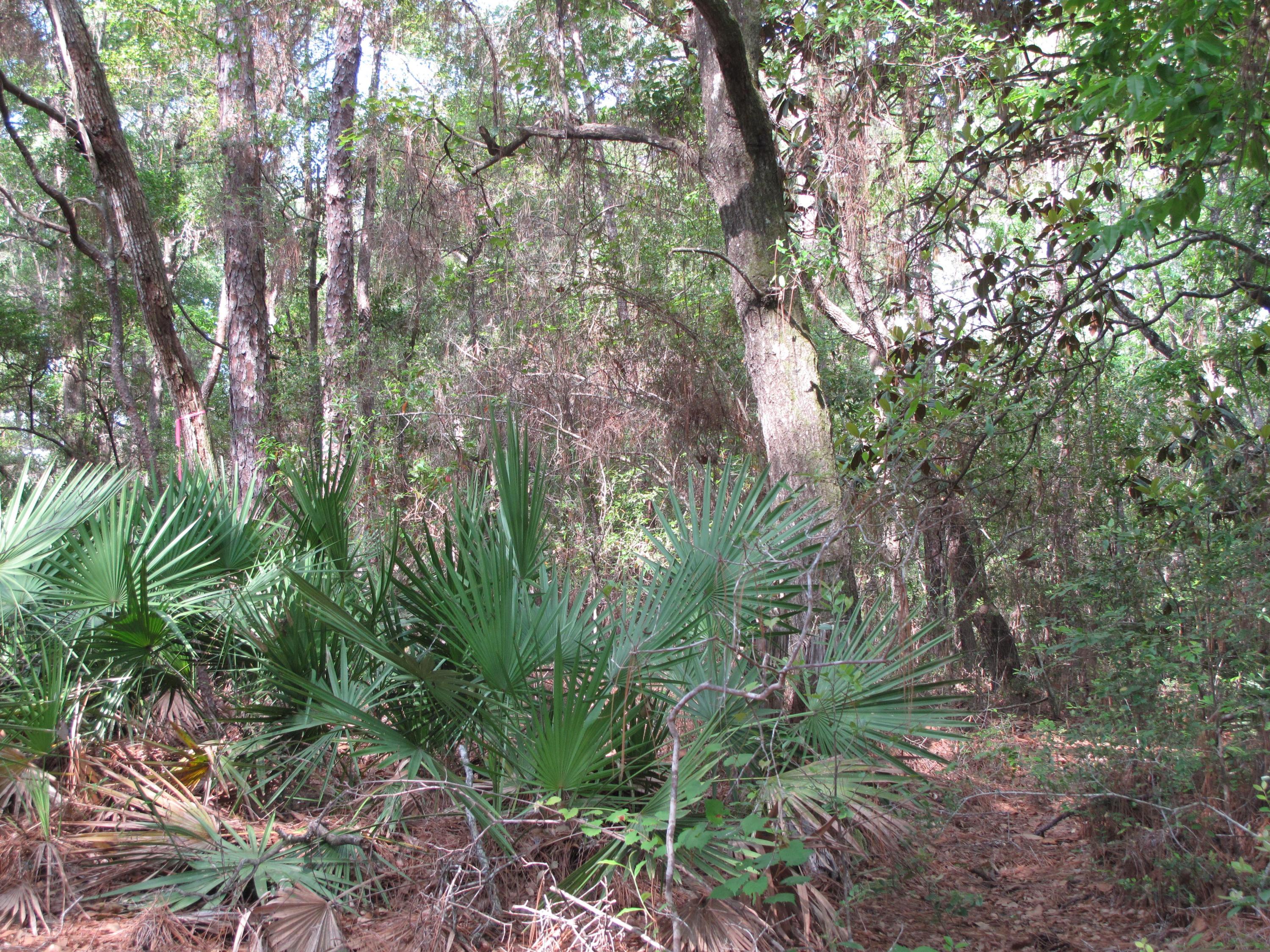 Deer Moss Creek PH 1 - Land