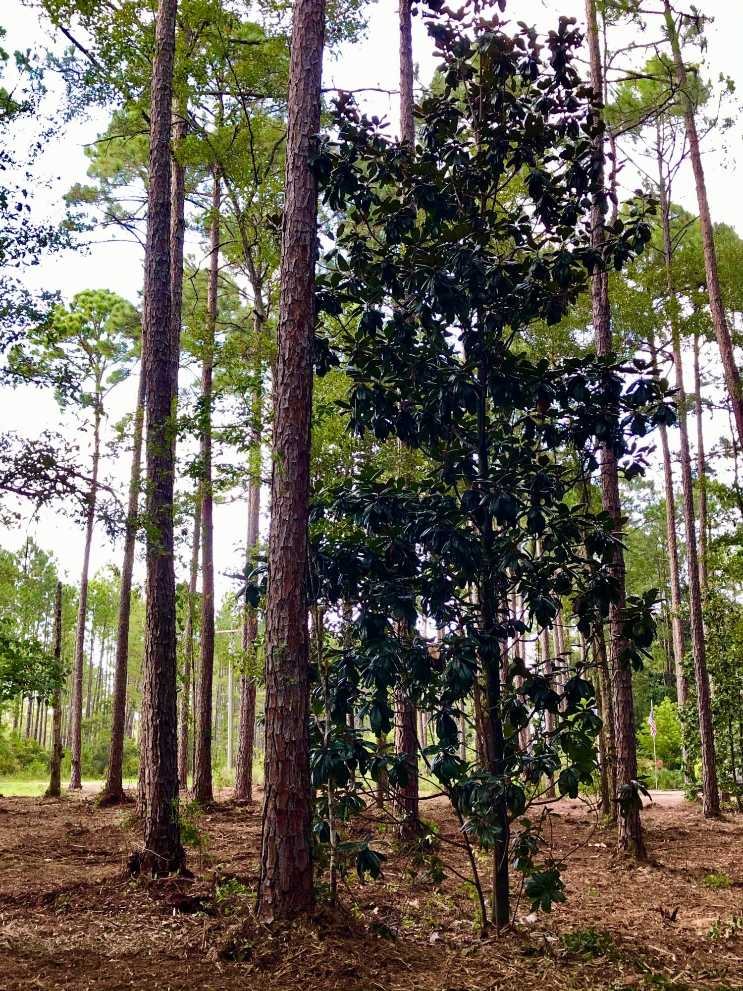 LAGRANGE SHORES - Land