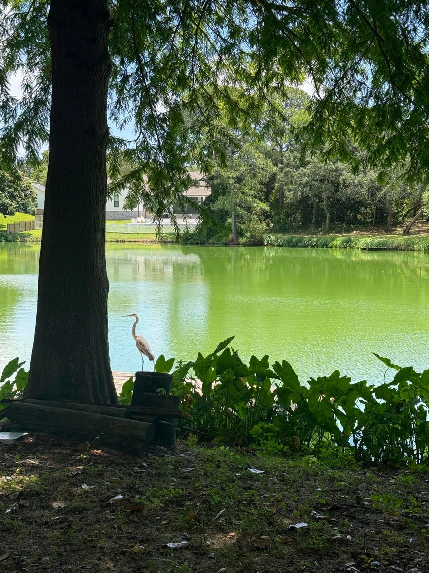 Roommates considered! This beautiful lake front home is ready to be yours! Located centrally to all of Destin, this 4 bedroom 3.5 bathroom can be your new slice of heaven. This 3 story home has a large basement with a private entrance and full bathroom. The master bedroom has a private balcony overlooking the backyard and lake. The other 2 bedrooms upstairs also have a balcony.  Contact agent by texting 850-855-4176 or leaving a voicemail. Email: Showings@myardor.com