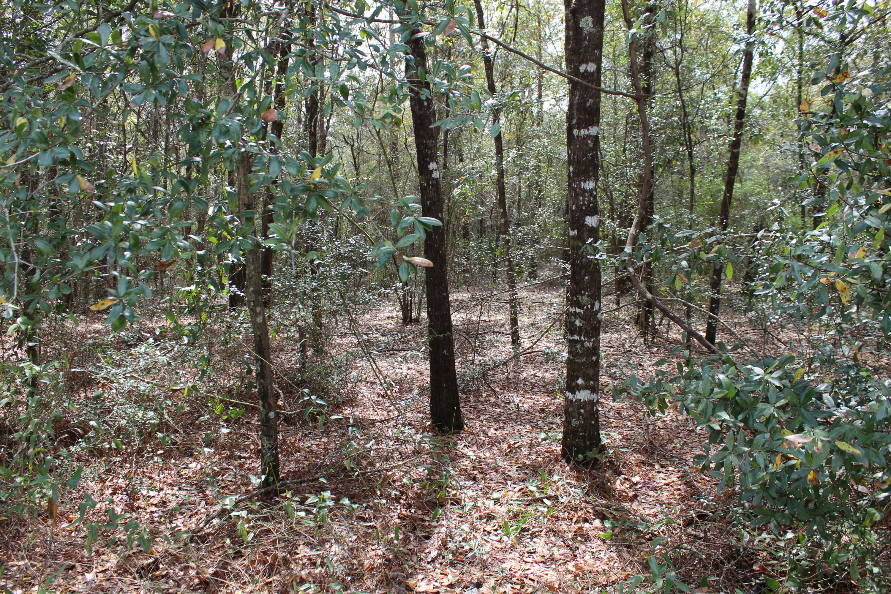 CRESTVIEW (231100.00) - Land