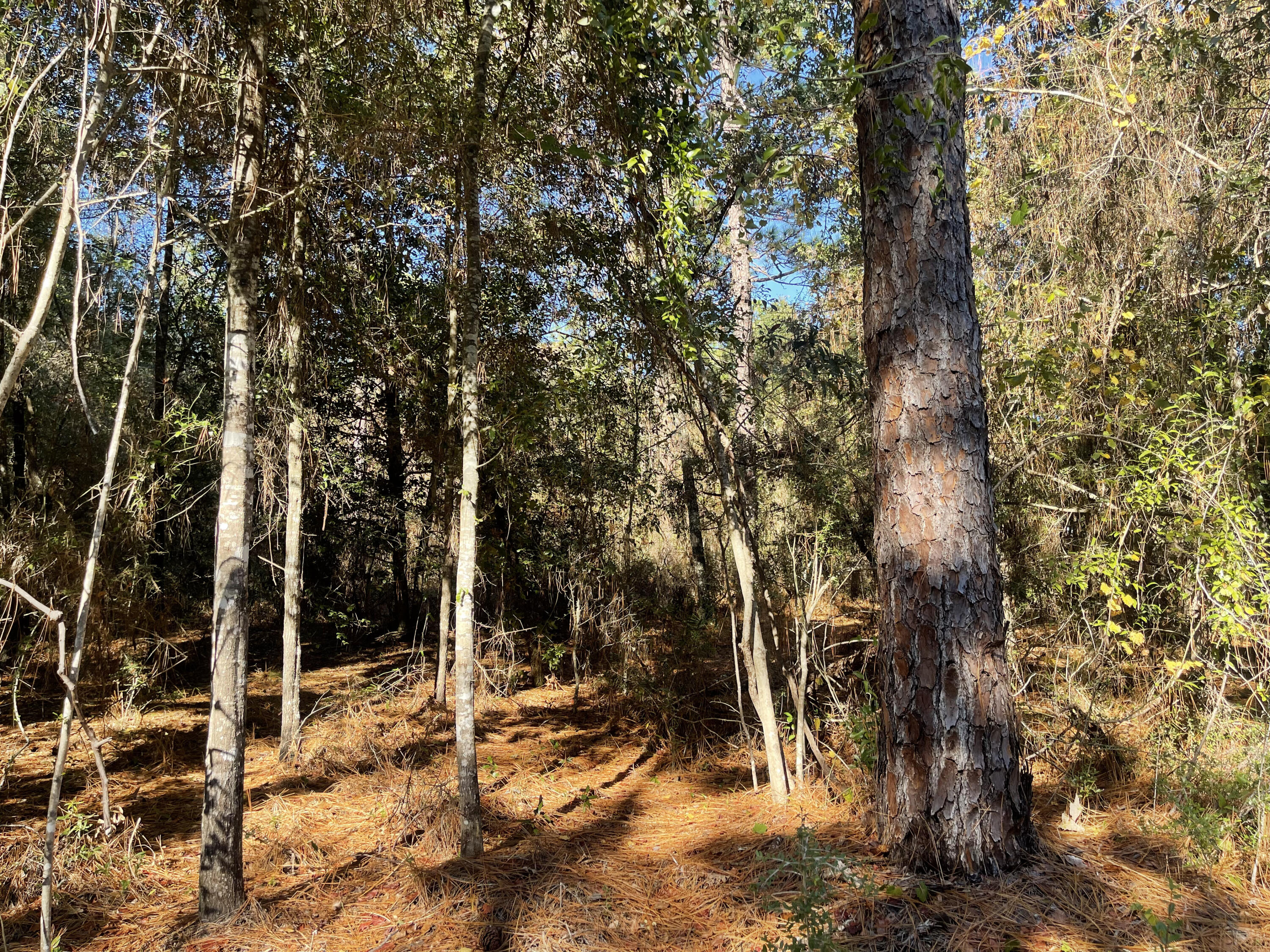 METES & BOUNDS - Land