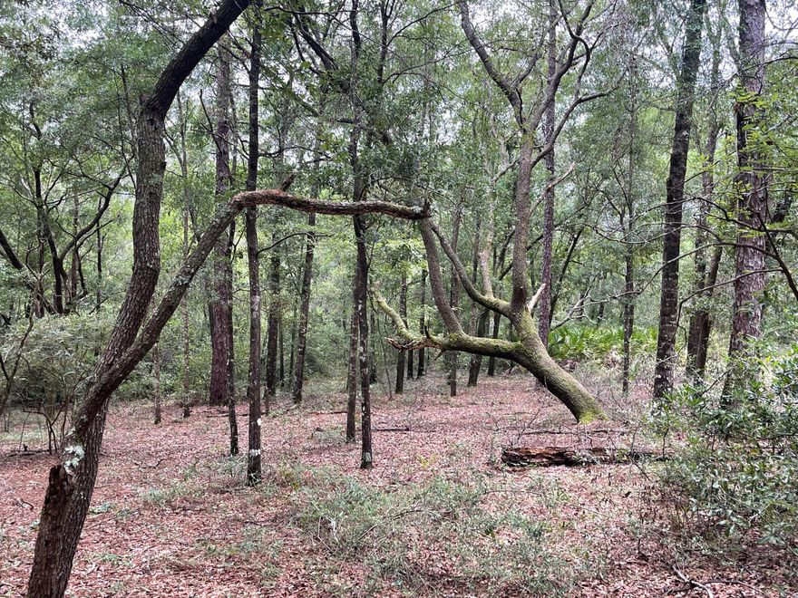 Welcome home to Whippoorwill Dr! Bring your dirt bikes, horses, chickens, etc. No restrictions. There are utilities on the property and a well! With this being out in the county, you will be able to enjoy the peace and quietness while being just minutes from the interstate. There is an enclosed building on the property with a metal roof that was lived in for a little bit. The road is a little rough, so 4WD is recommened. Don't miss out on this opportunity!