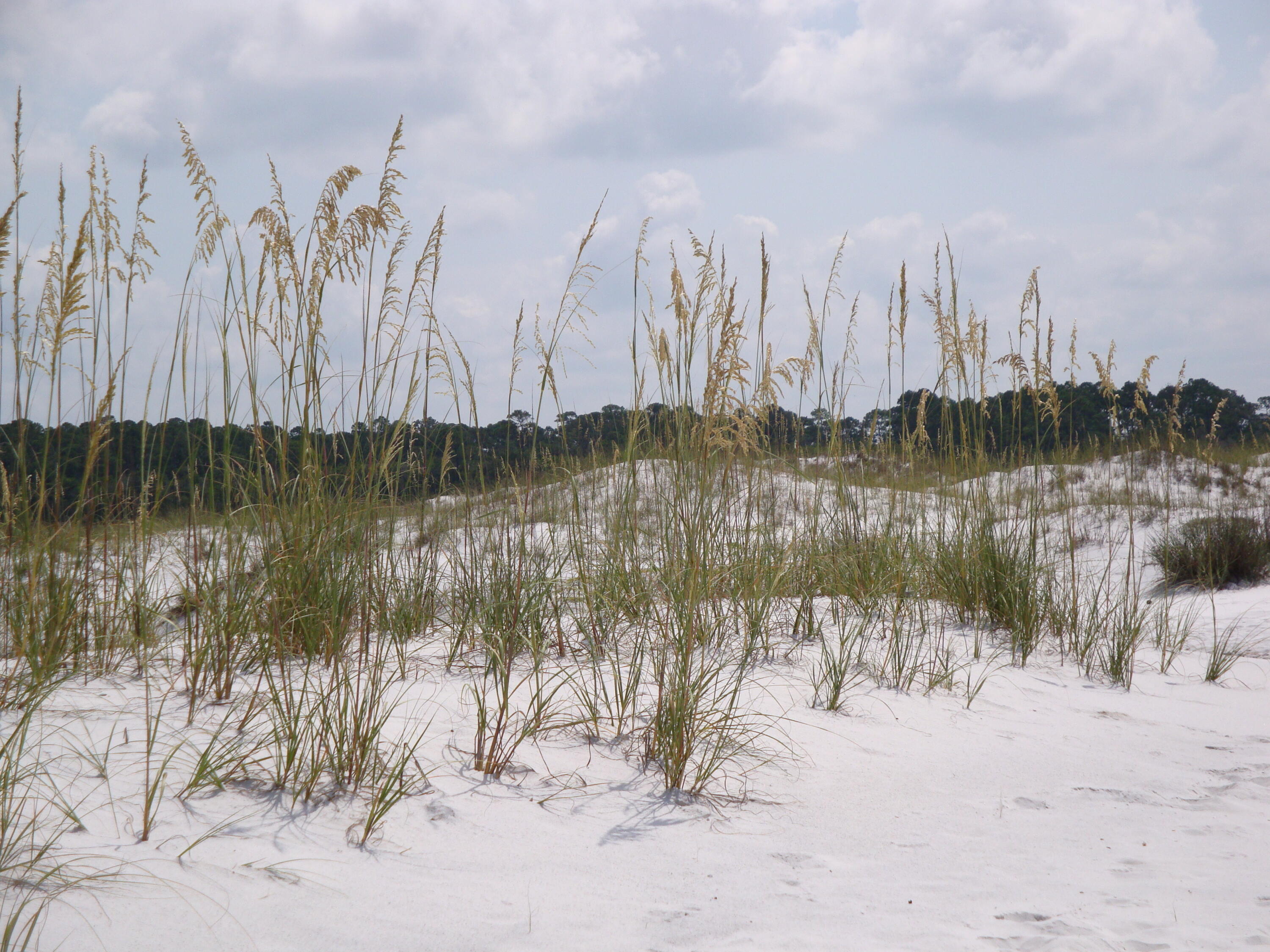 Paradise Cove - Residential