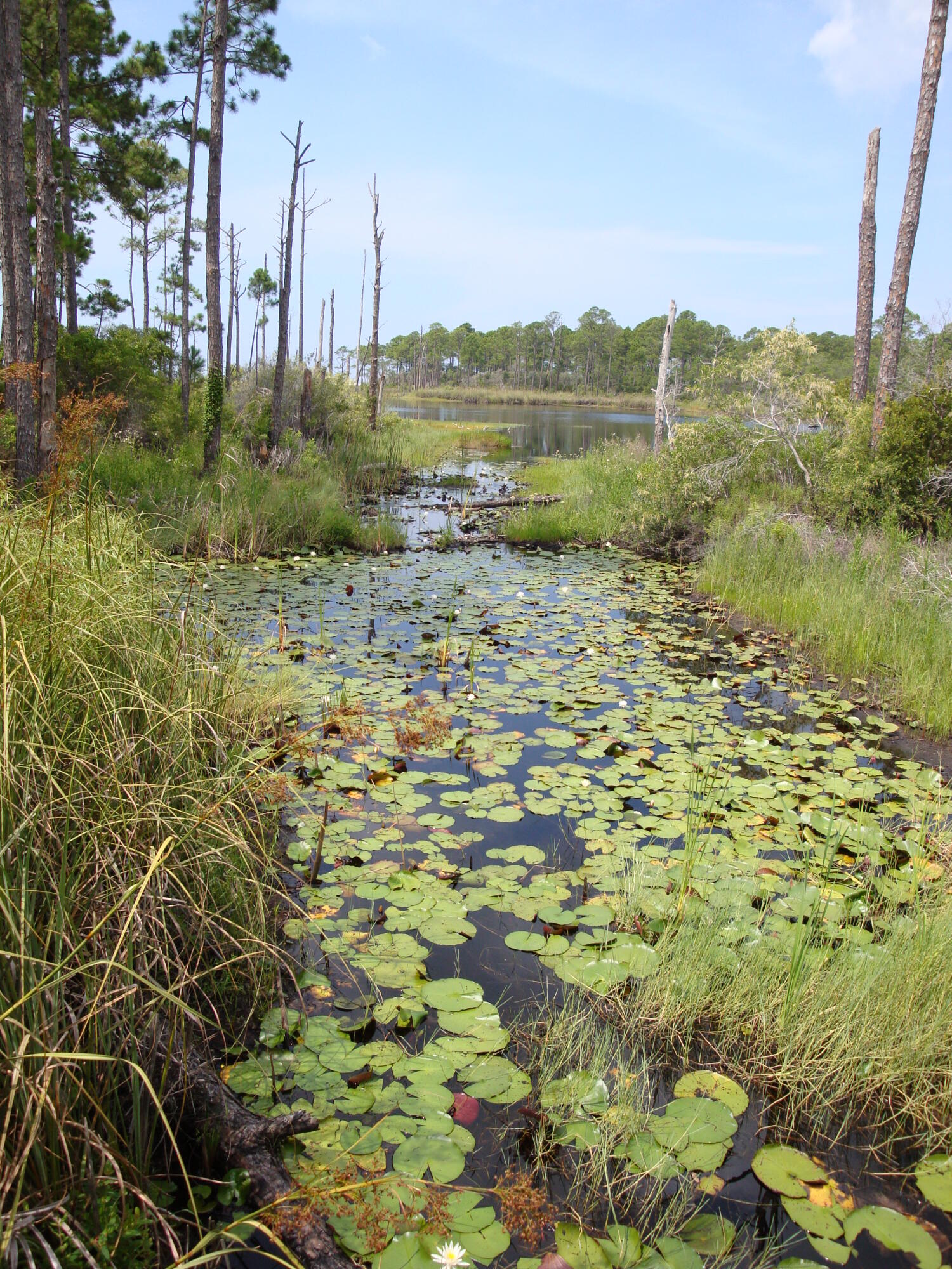 Paradise Cove - Residential