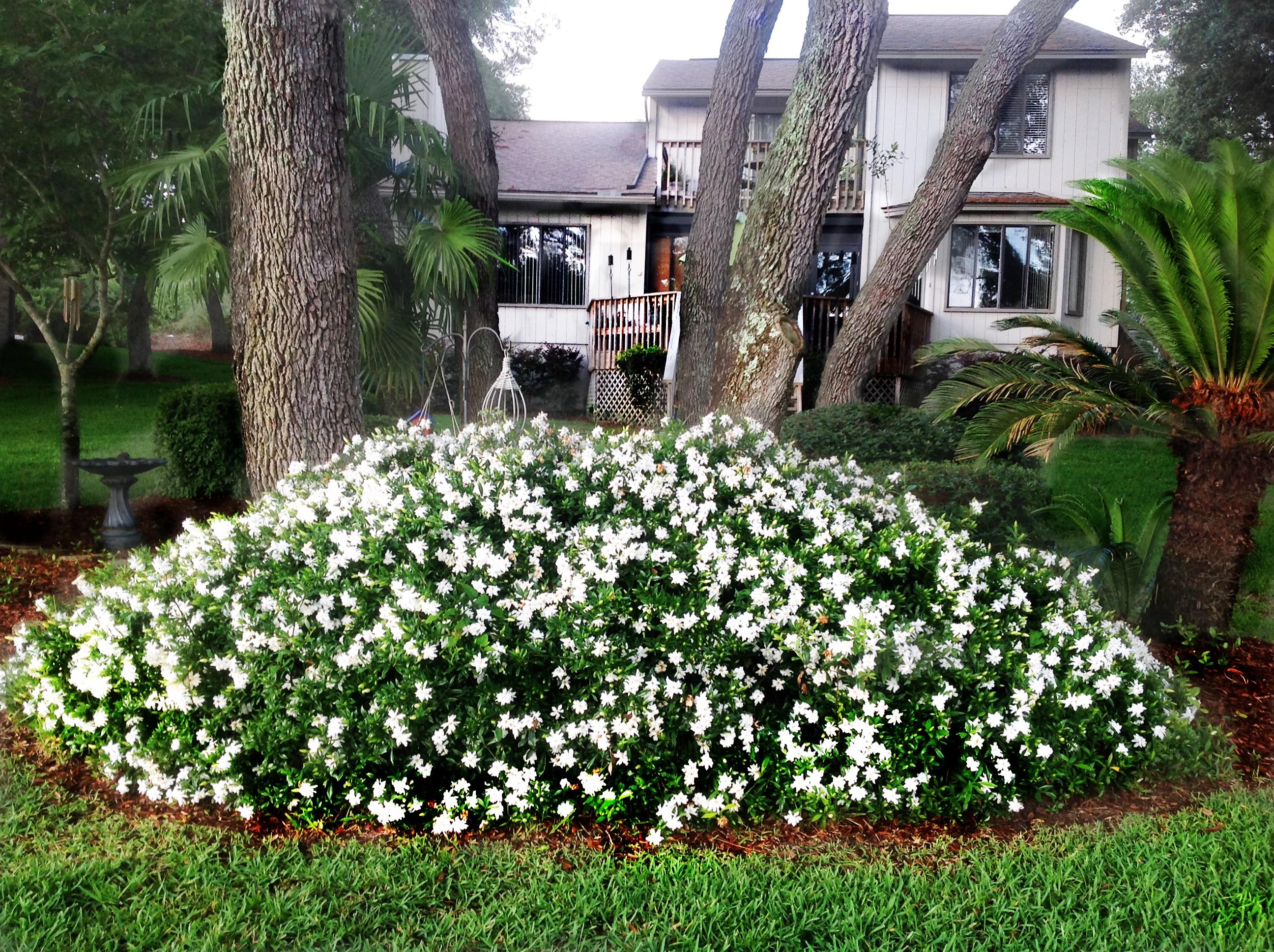 CARIBBEAN EAST - Residential