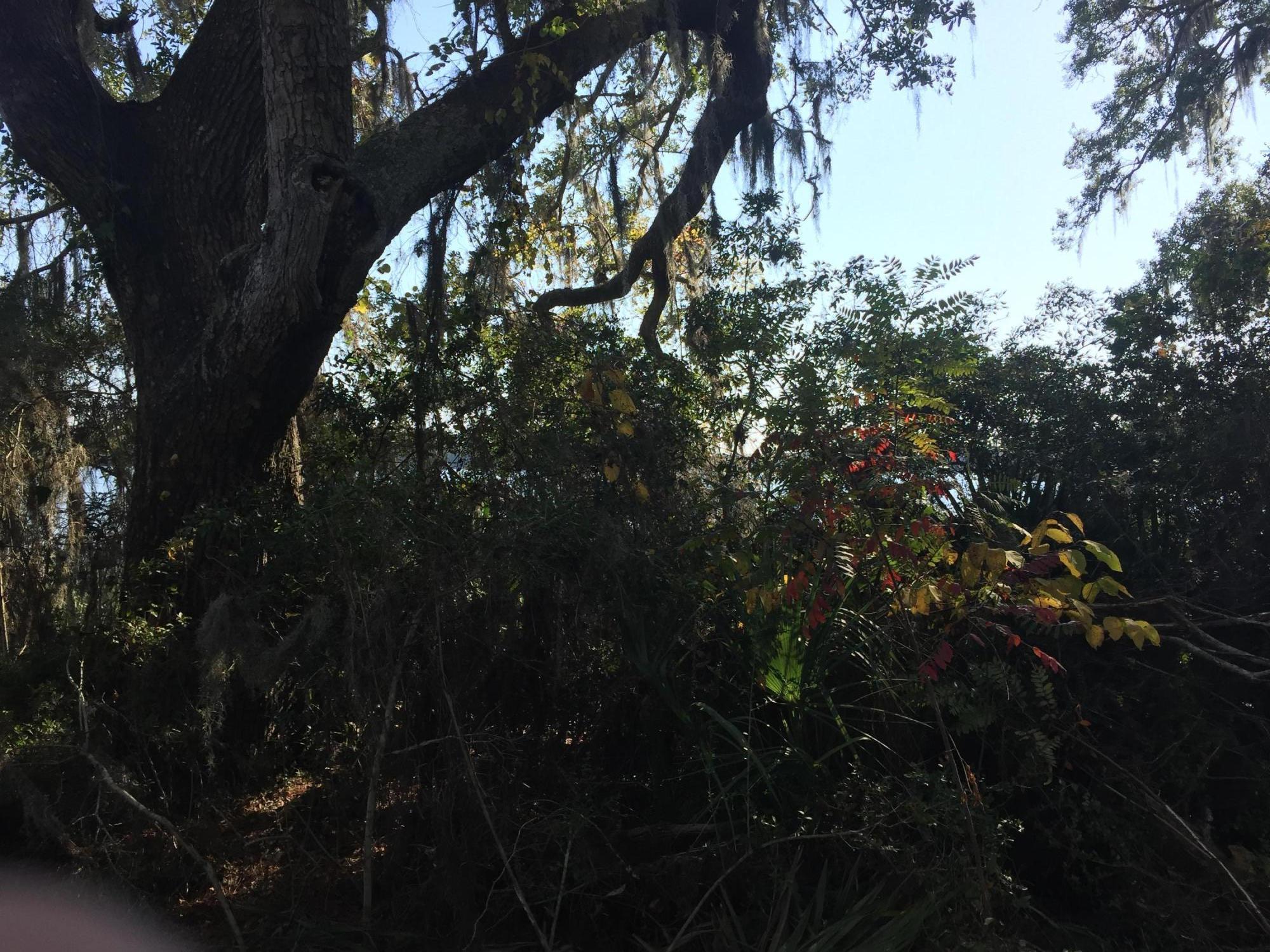 CROSS CREEK SHORES - Land