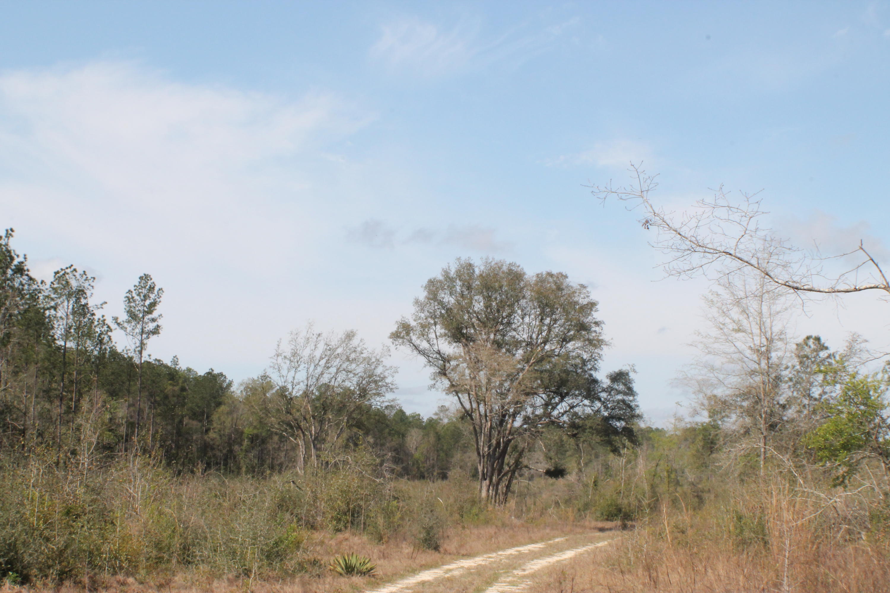 30 Acres near town on a beautiful White sandy bottom creek! This beautiful creek flows through this parcel.The flood map shows the majority of the tracy OUT of the 100 year flood zone. Parcel recently clear cut. Power , water runs down the road.