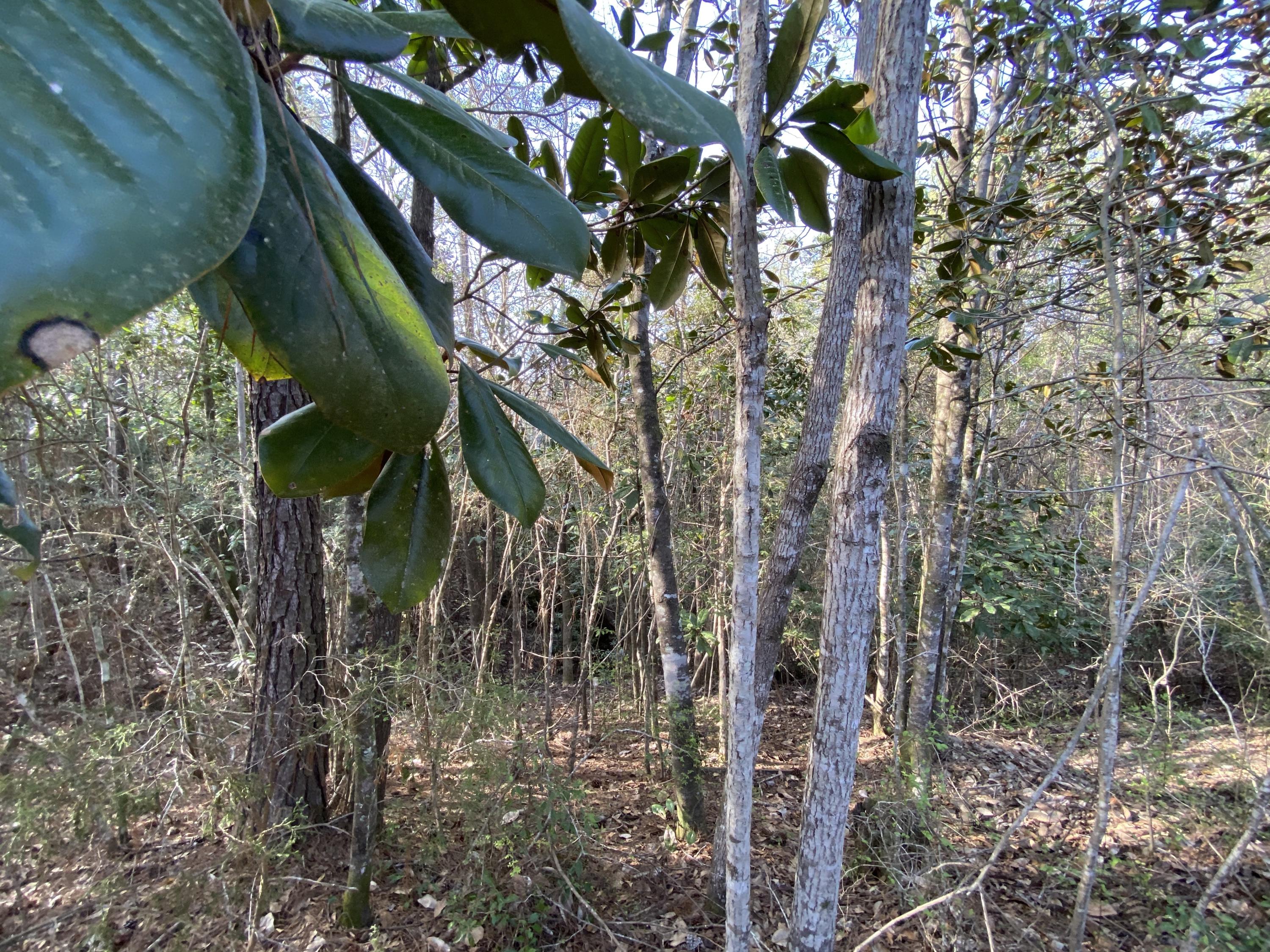 METES & BOUNDS - Land