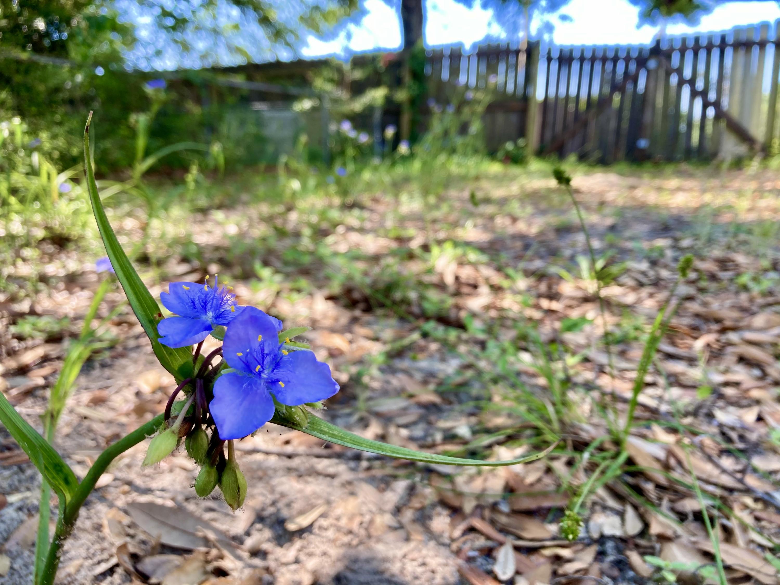 LEOTA MILLER - Residential