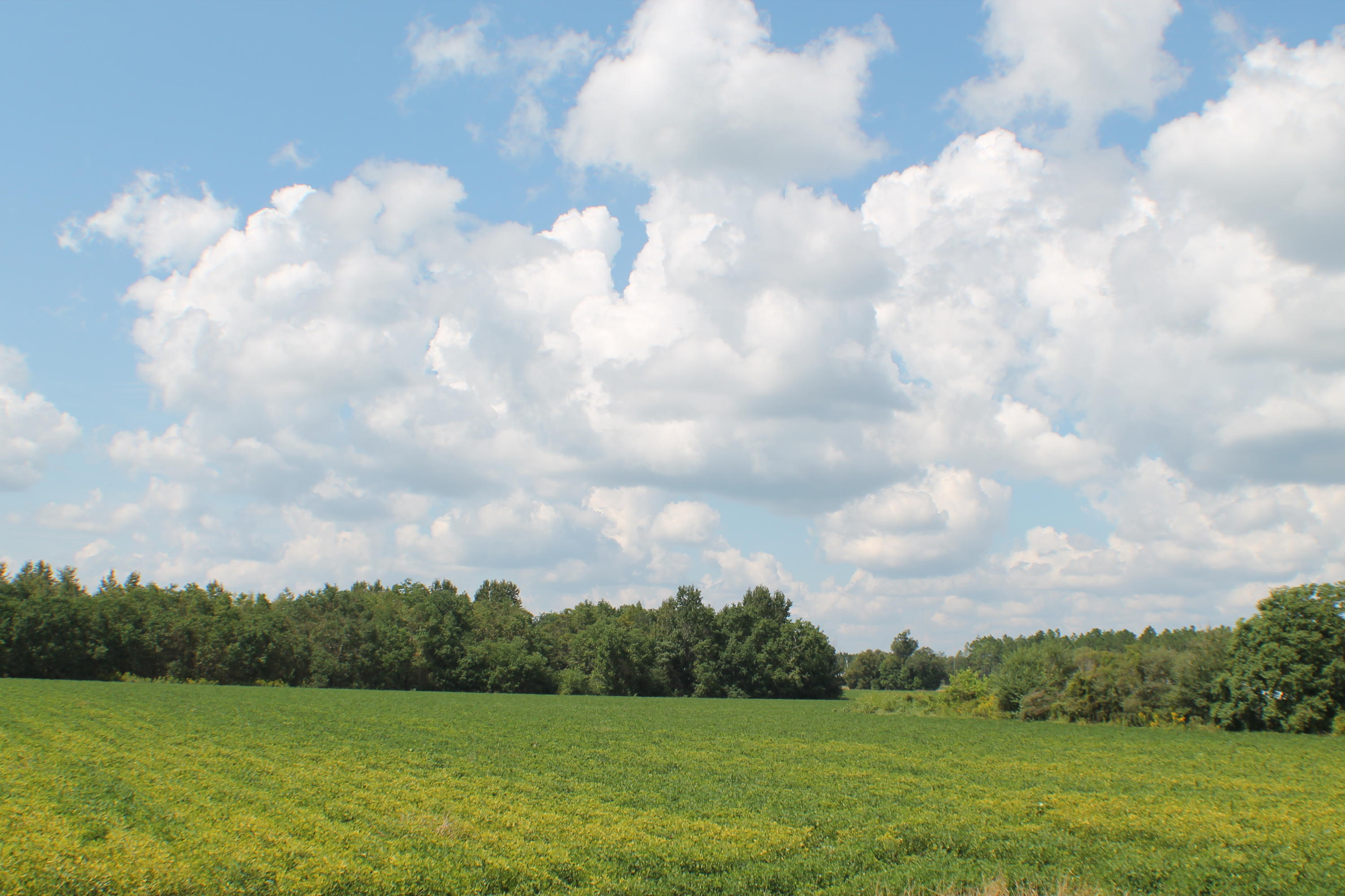 Peanuts by the Row, Golden drops of Sun, Paved road, dirt road where the deer, doves and the Turkey roam! Don't forget the Homes this location is just north of Baker .This location has many large homesites with three road frontages this parcel could be split into multiple parcels (check with county planning and zoning) for details. This is also available in 10 acre parcels.
