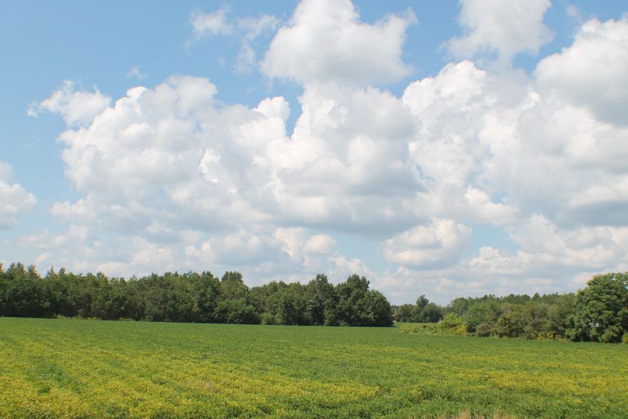 Peanuts by the Row, Golden drops of Sun, Paved road, dirt road where the deer, doves and the Turkey roam! Don't forget the Homes this location is just north of Baker .This location has many large homesites with three road frontages this parcel could be split into multiple parcels (check with county planning and zoning) for details. This is also available in 10 acre parcels.