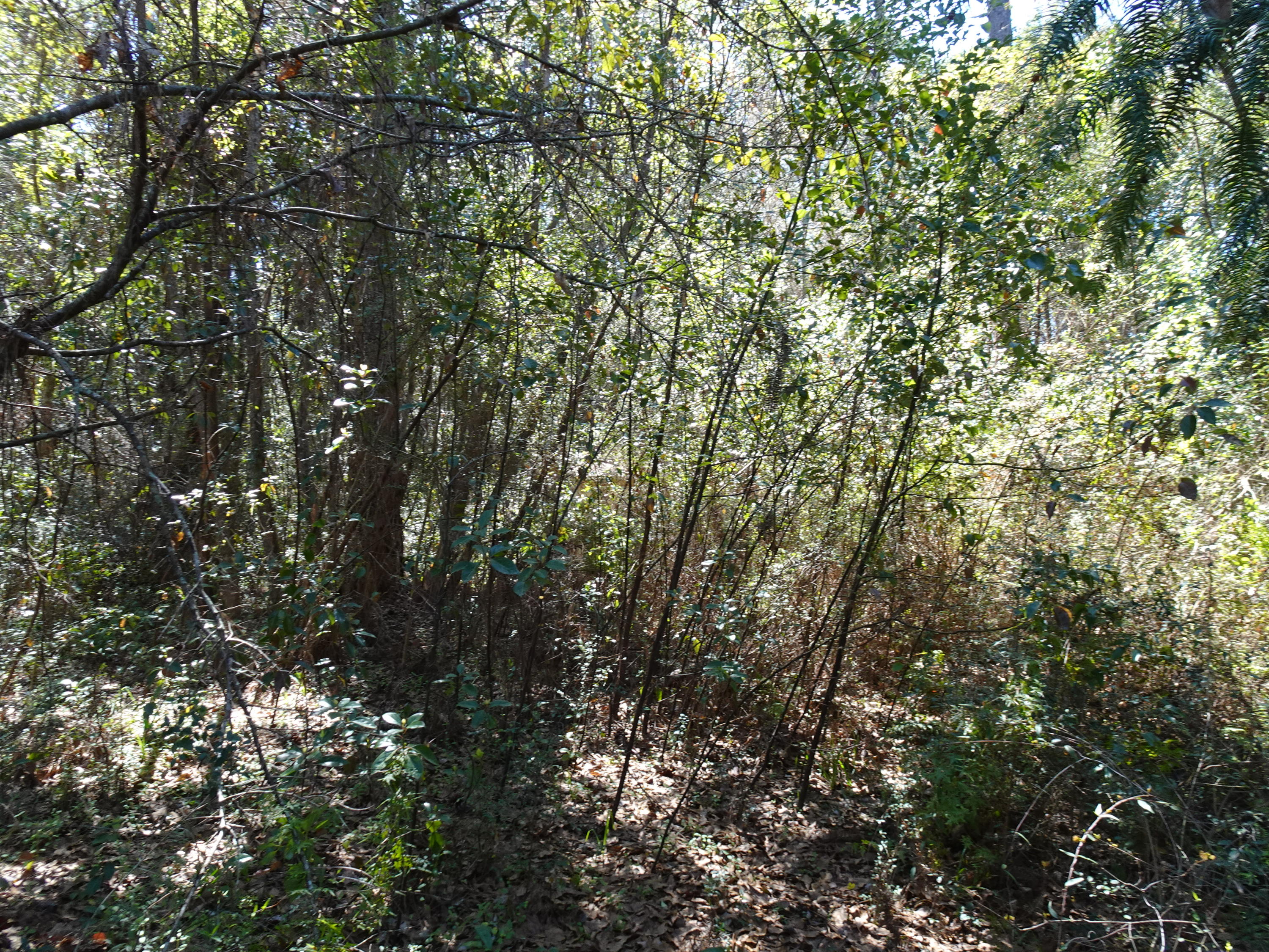 Oaklawn S/D - Residential