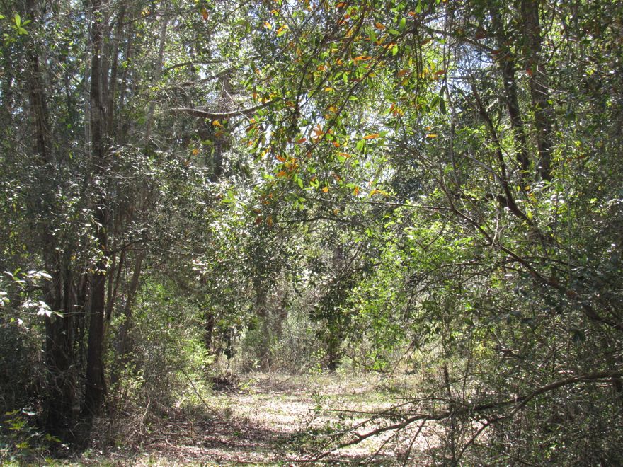 Great 3 +/- Acre UNRESTRICTED home site in Freeport, Florida! This property is located off of a paved street in a well established neighborhood. Water, electric and septic tank are located on property. According to the City of Freeport, this property is zoned R-2 with a maximum density of 8 units per acre. Beautiful live oaks and large azaleas adjorn this property. Old mobile home on property is given no value. This property won't last long! Call for an appointment to view today!