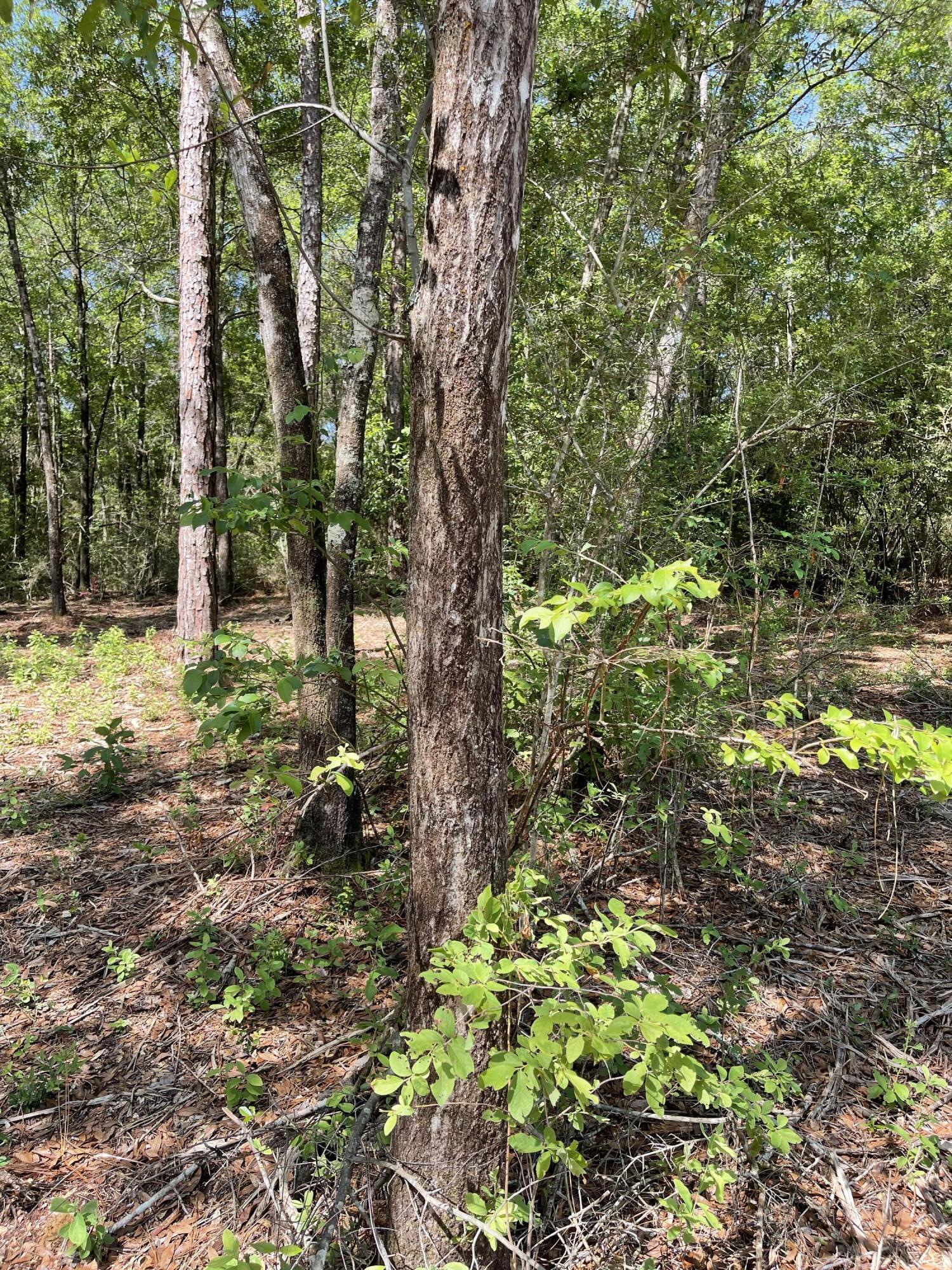 NORMANDY TERRACE - Land