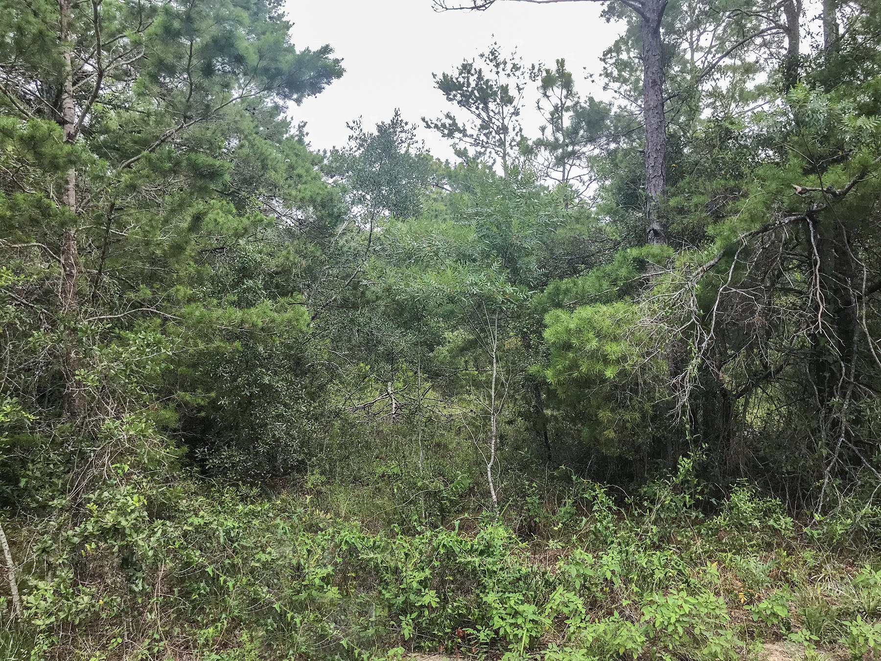 DAUGHETTES AMENDED - Land