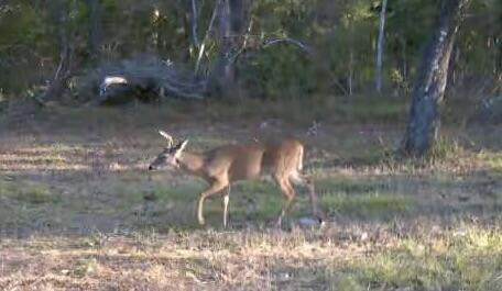 CHOCTAWHATCHEE RIVER CAMP SITES - Land