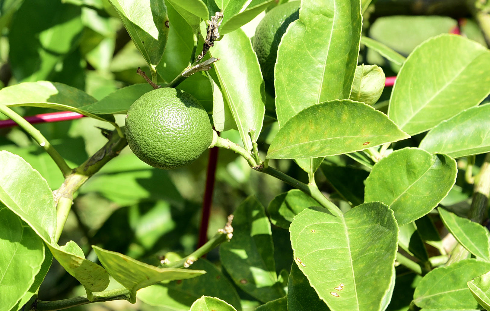MAGNOLIA PLANTATION AT BLUEWATER BAY - Residential
