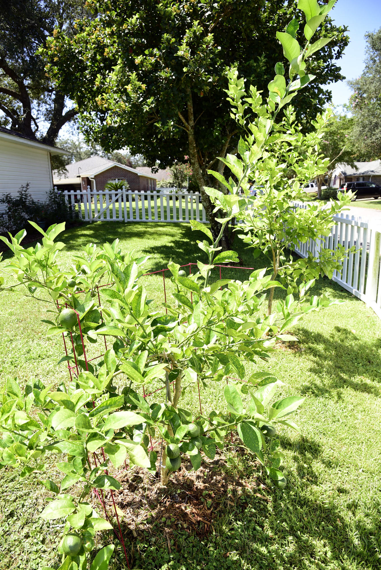 MAGNOLIA PLANTATION AT BLUEWATER BAY - Residential