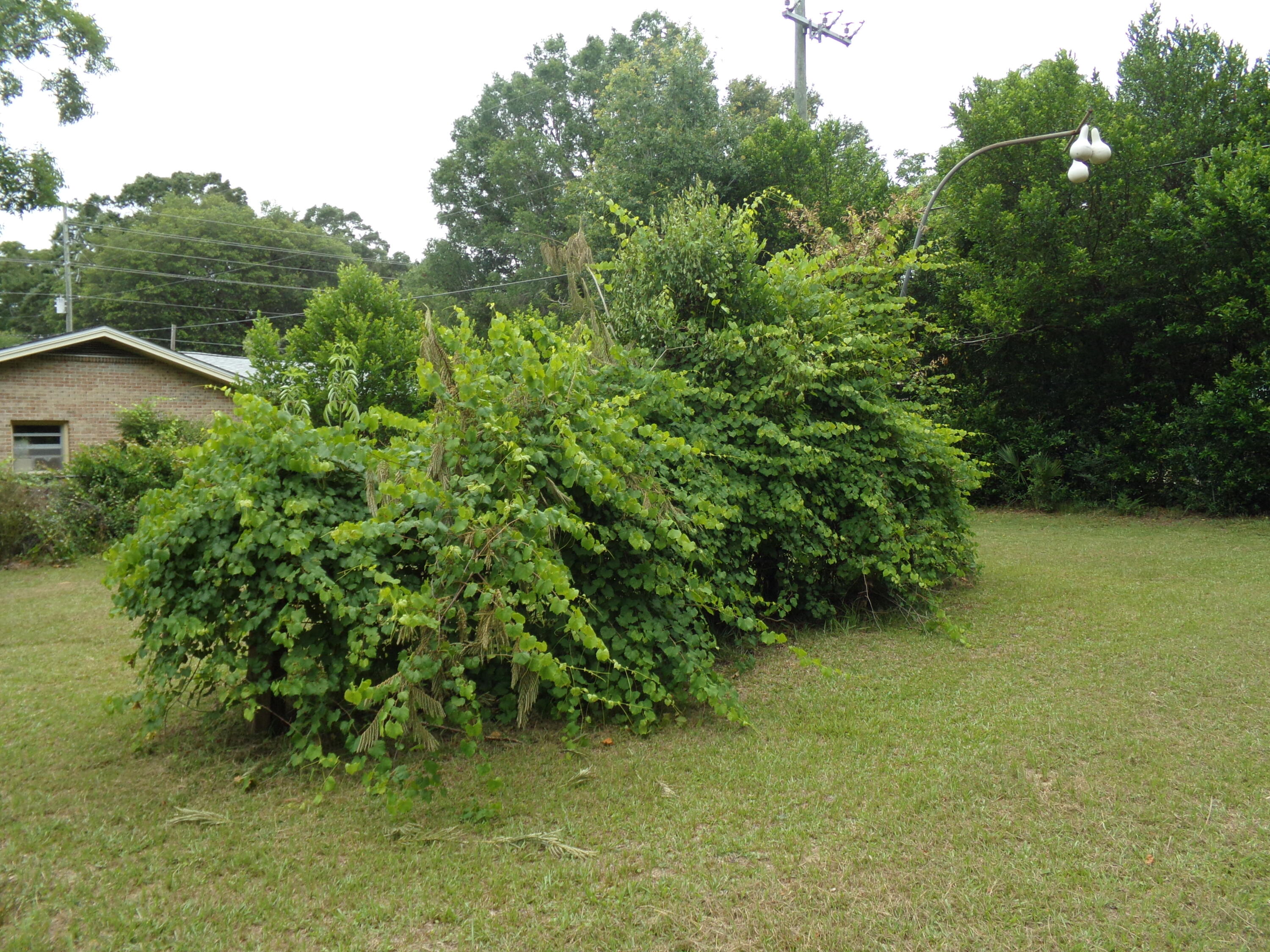 Holt Lots 55, 56, & 59 - Land