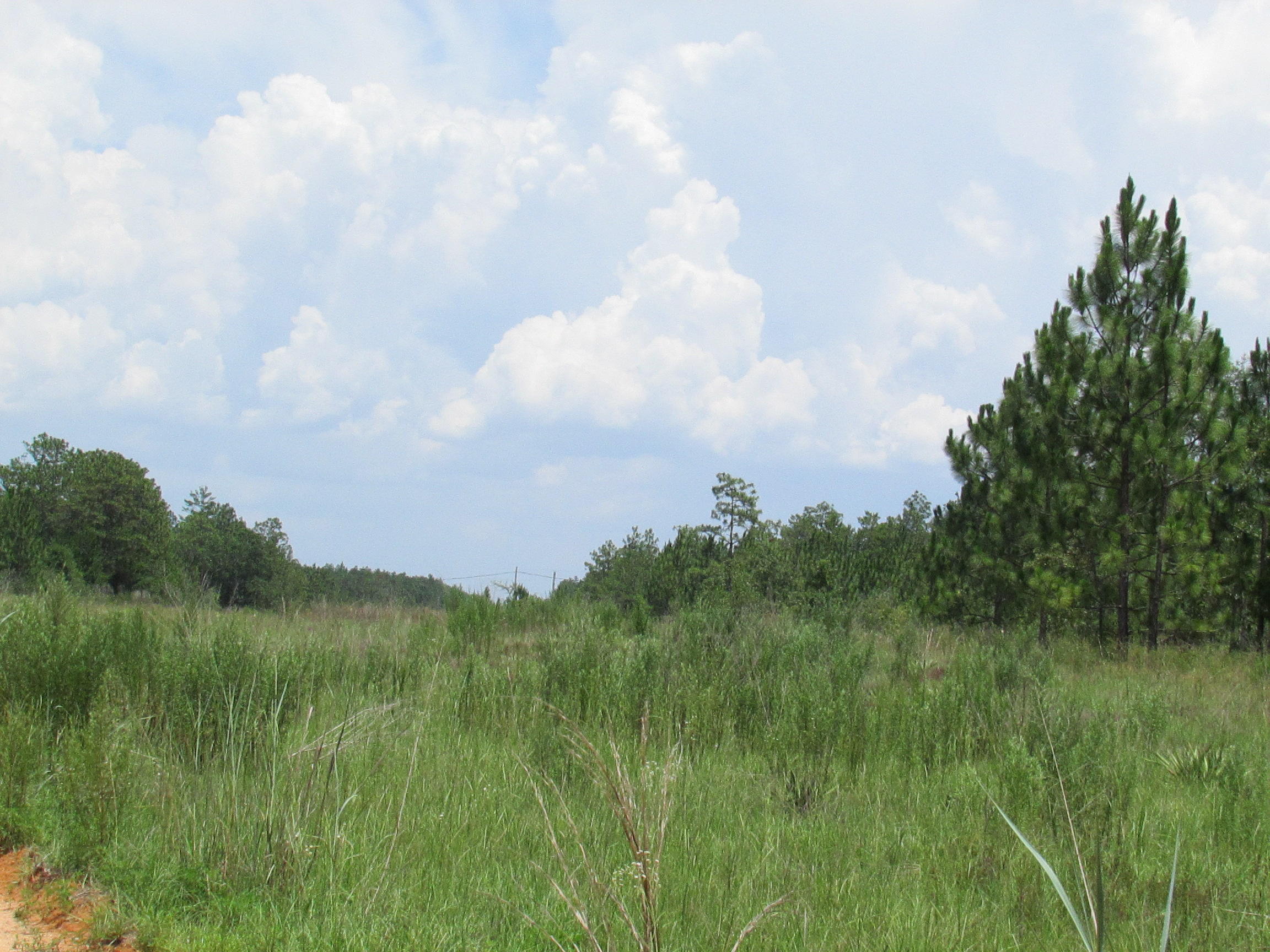 YOUNG PROPERTY - Farm