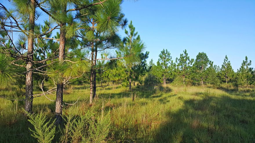 Stunning almost 42 acre parcel with Richardson Rd frontage and Radford Lane frontage. Property accessible to power and public water. This property is strategically located less than 15 mins from Blackstone Golf Course, Emerald Coast Zoo, New FEDEX Ground Facility, I-10, Bob Sikes Airport, shopping, banking, and approximately 30 mins from Duke Field, Eglin AFB and the white sandy beaches of the Emerald Coast! Property zoned General Agriculture.