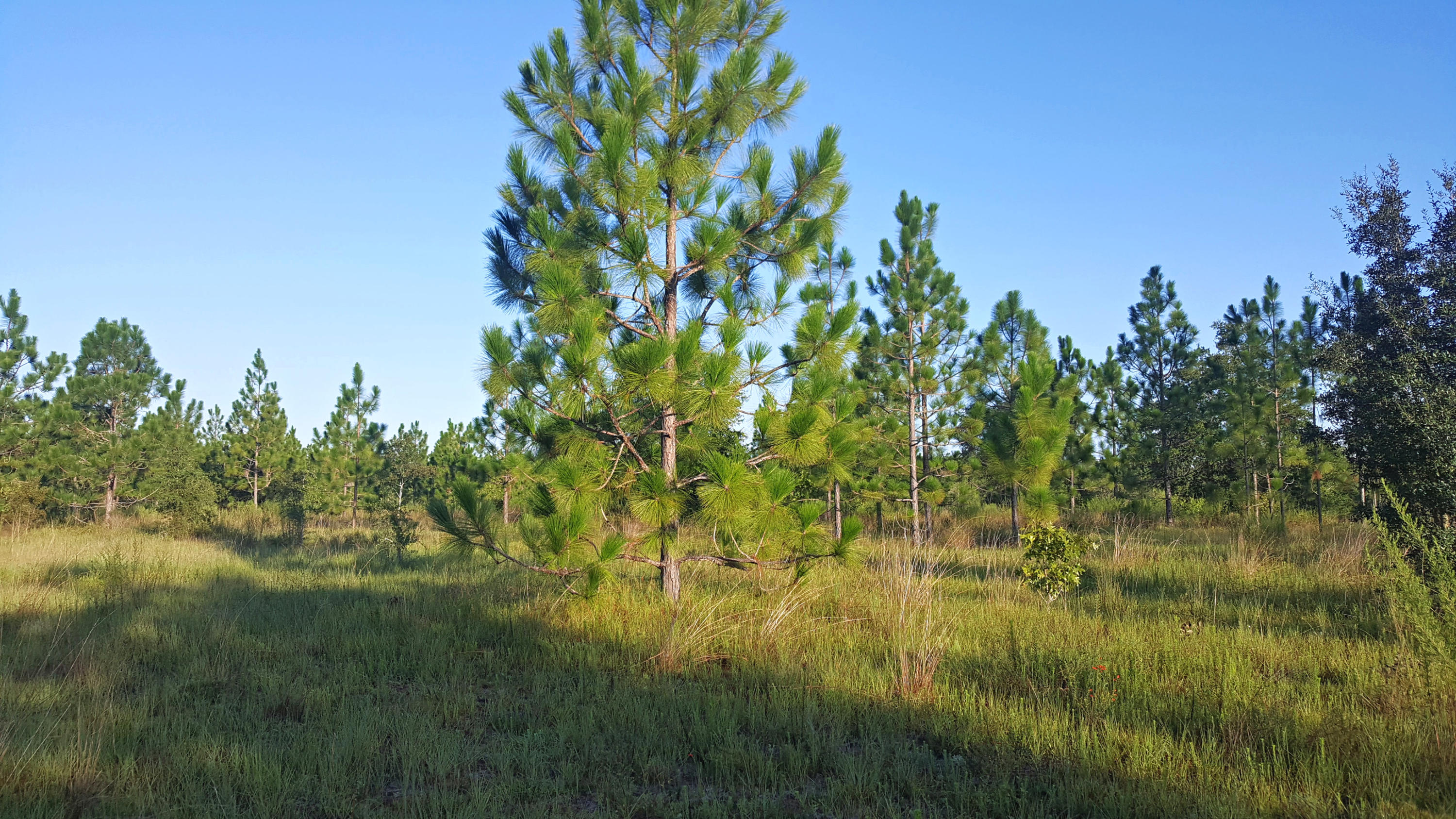 YOUNG PROPERTY - Farm