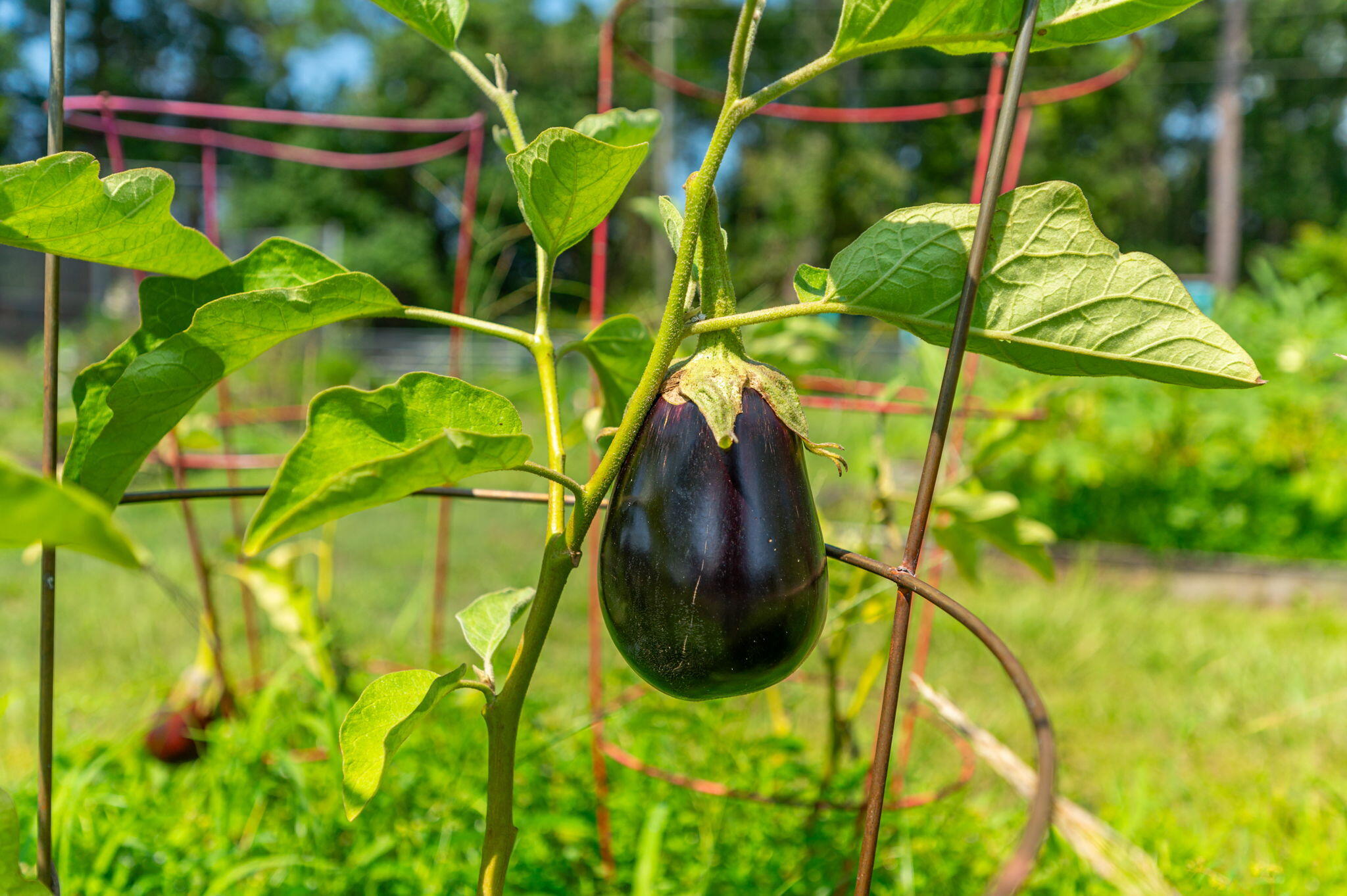 SPRINGDALE - Residential