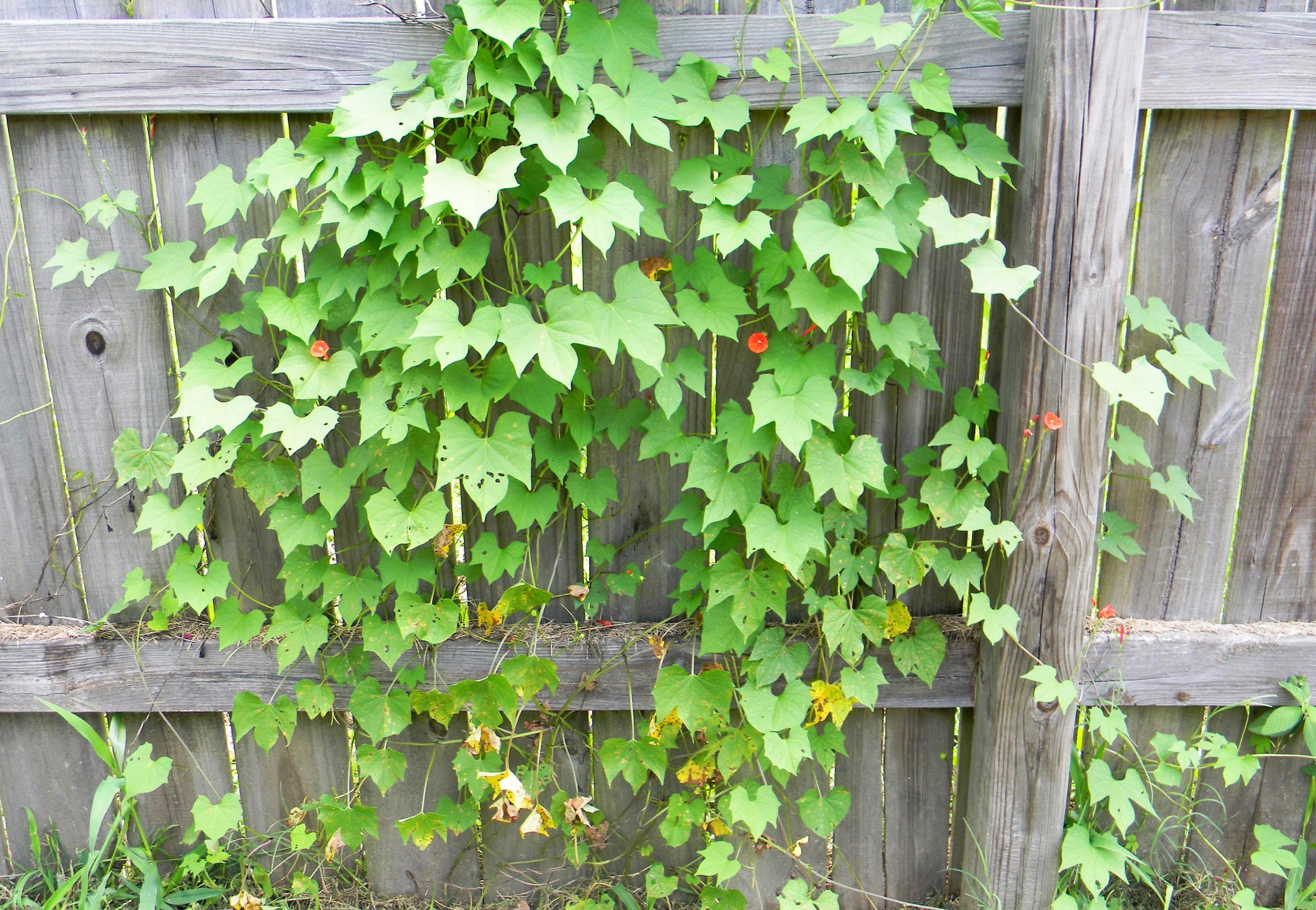 STAFFORD ESTATES - Residential