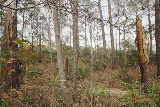 CROSS CREEK SHORES - Land