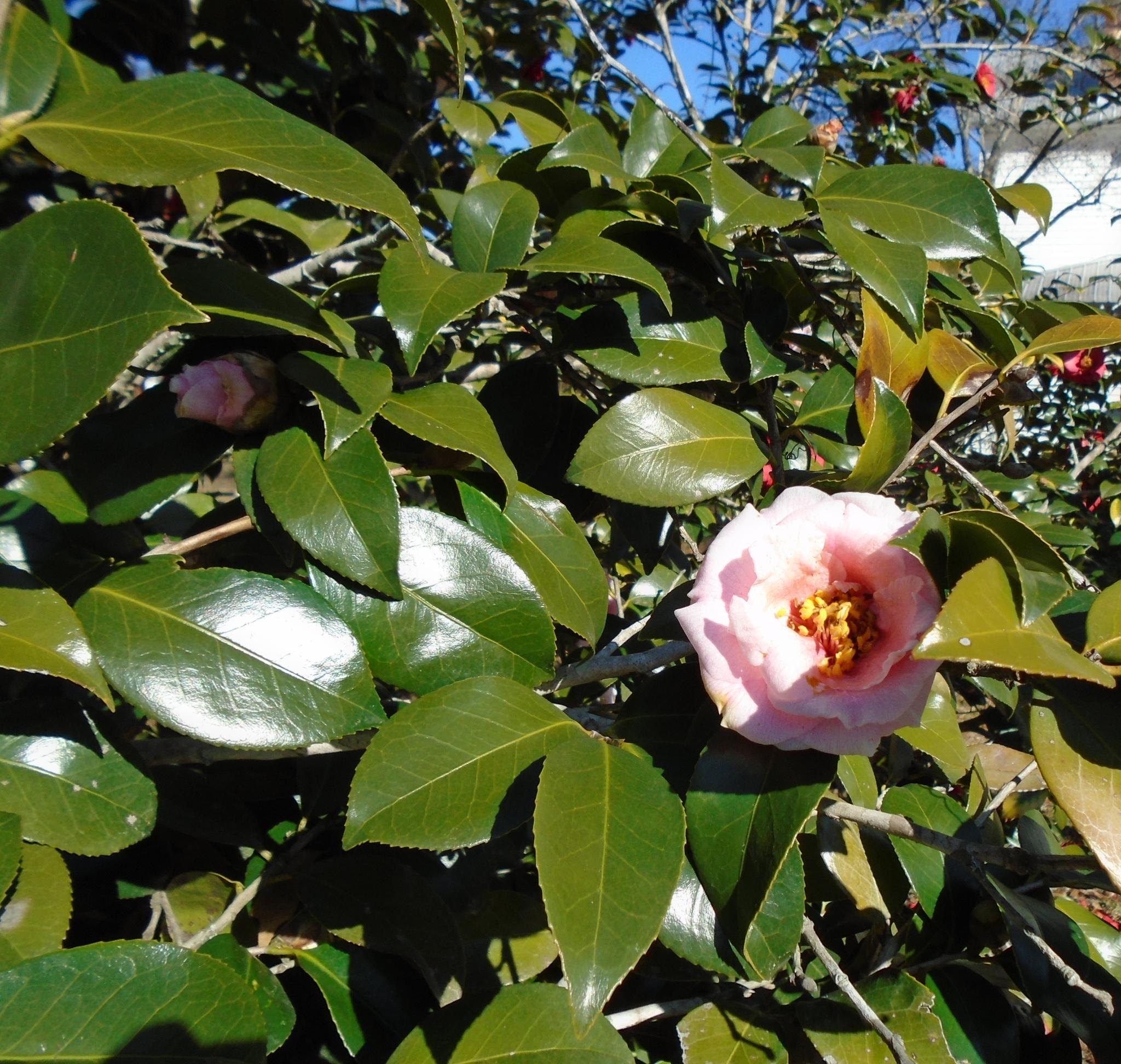 TOWN OF DEFUNIAK SPRINGS - Residential