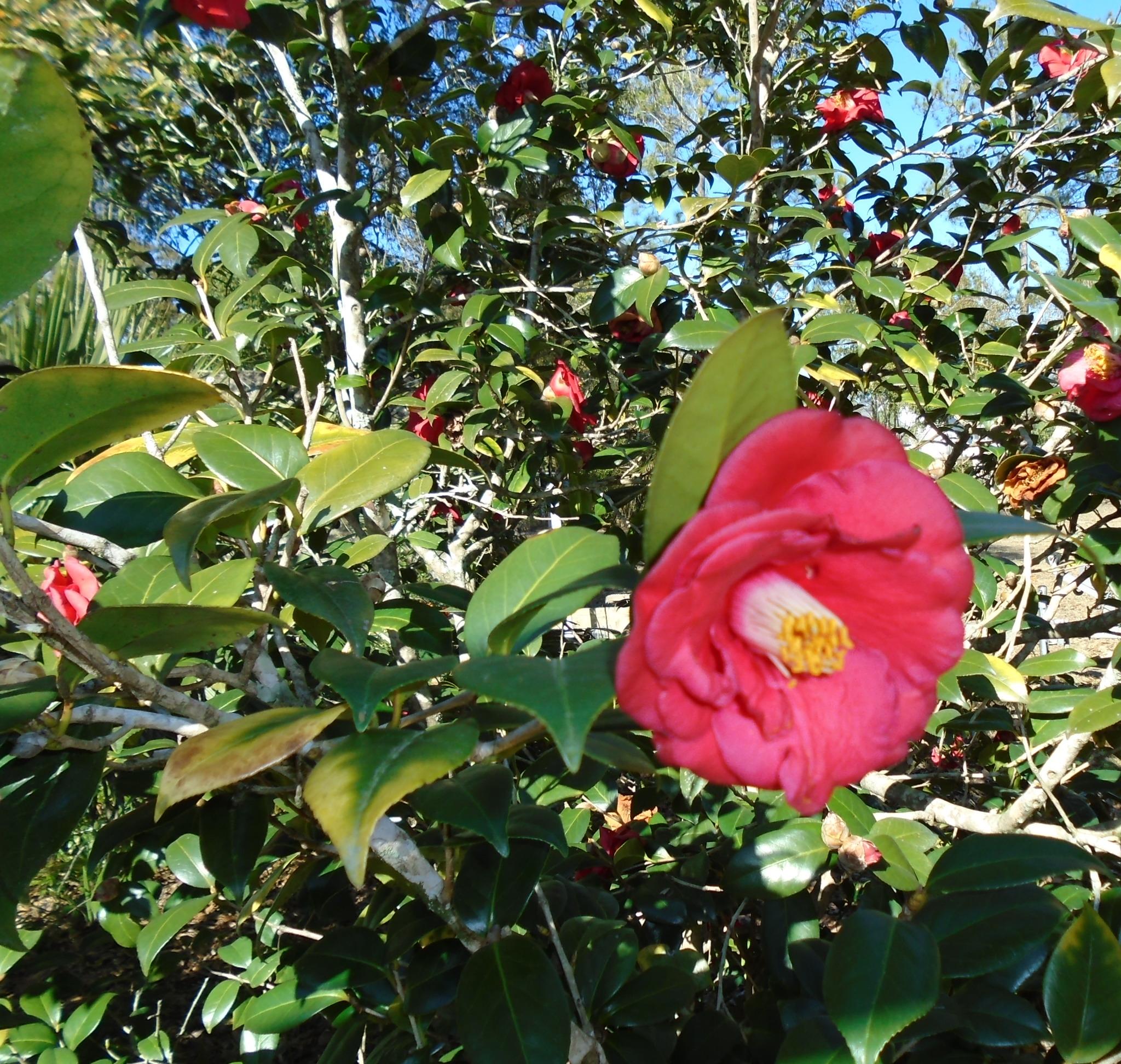 TOWN OF DEFUNIAK SPRINGS - Residential