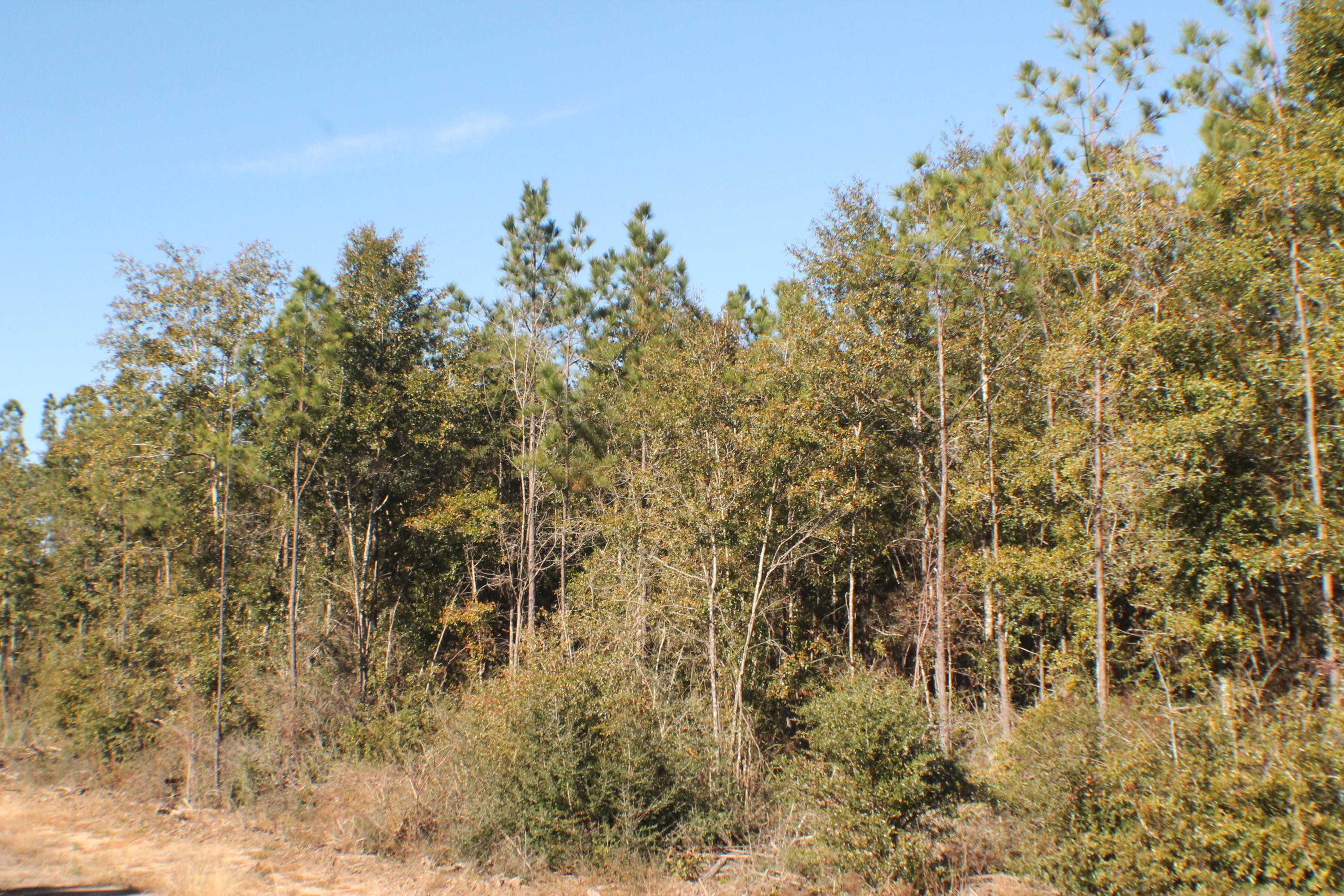 MILLERS BLUFF - Land