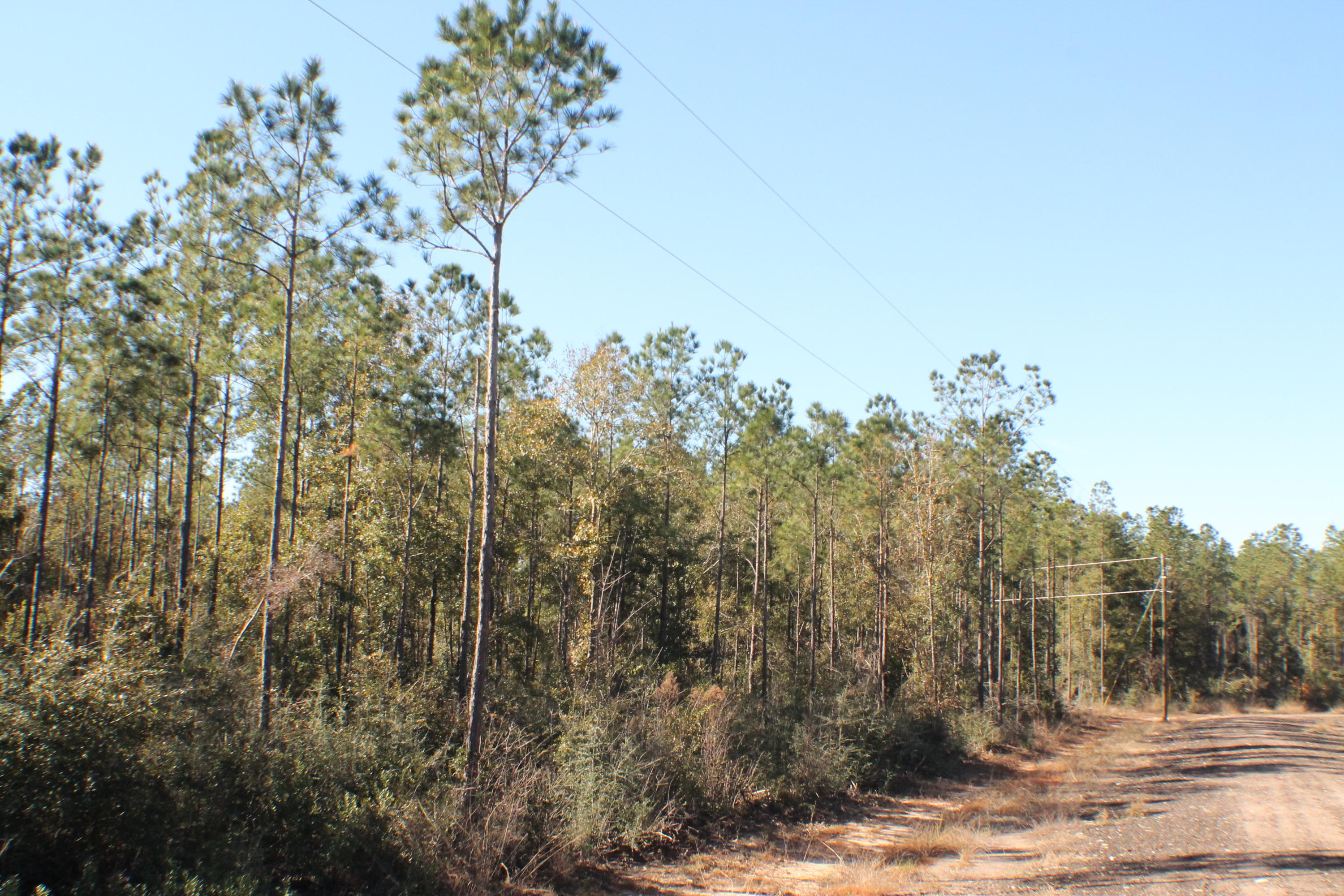 Wooded Acreage near Bases, town and shopping. Elbow room to build all your dreams! Growing area just north of Milton and south of Allentown with lots of large lot new brick homes in the area. Gravel road power in place! Bring your House and Barn plans today!