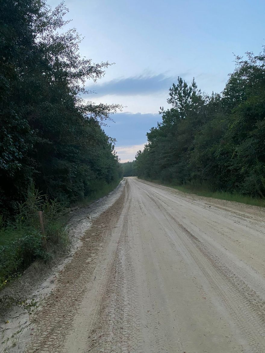 Hunters paradise, heavily wooded with a creek. Hardwoods in proximity to creek the rest is planted in yellow pine.