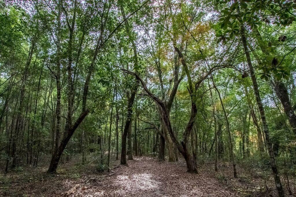 HAMMOCK BAY - FIREFLY - Residential