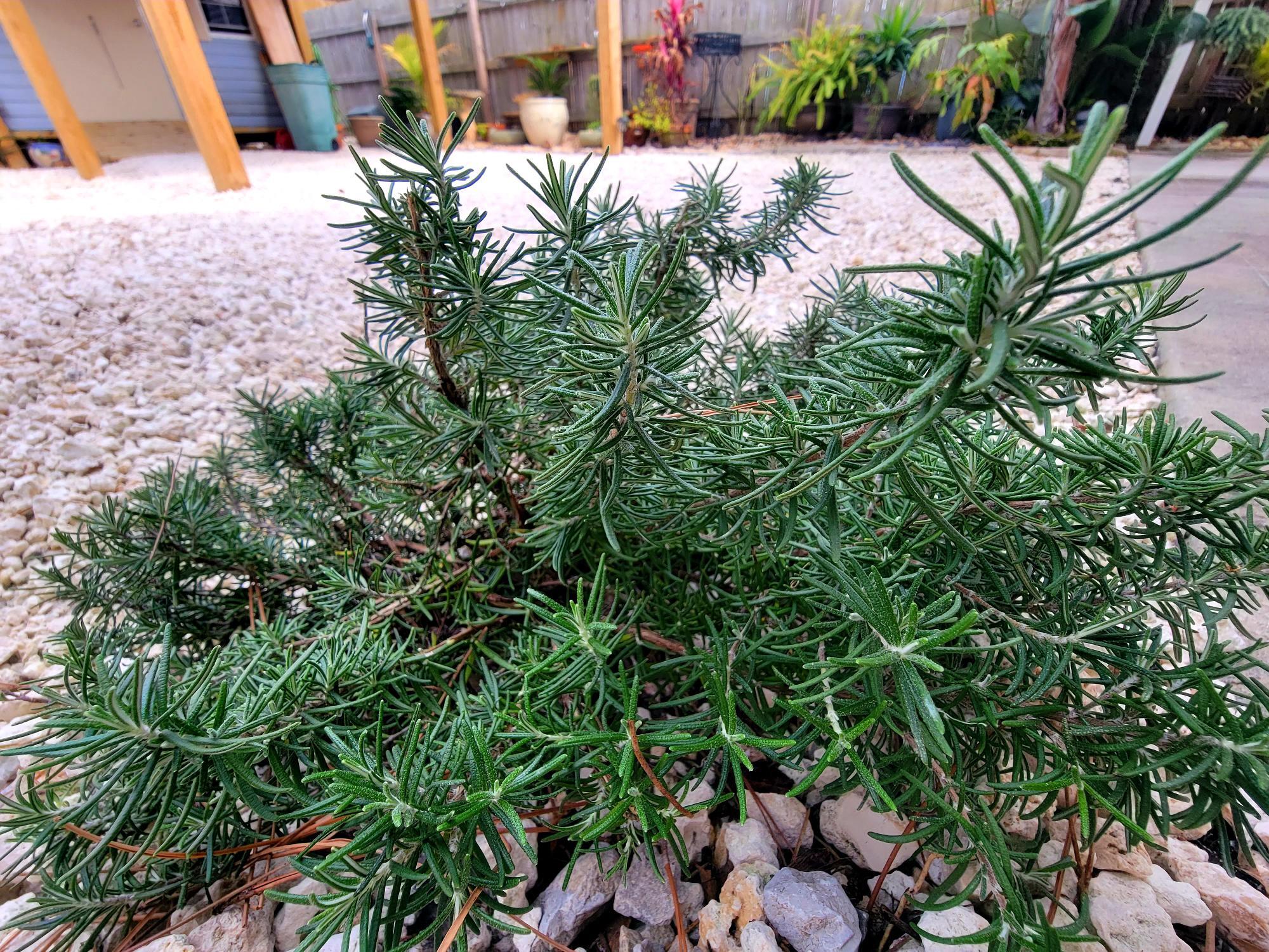 BILTMORE BEACH 1ST ADDN - Residential