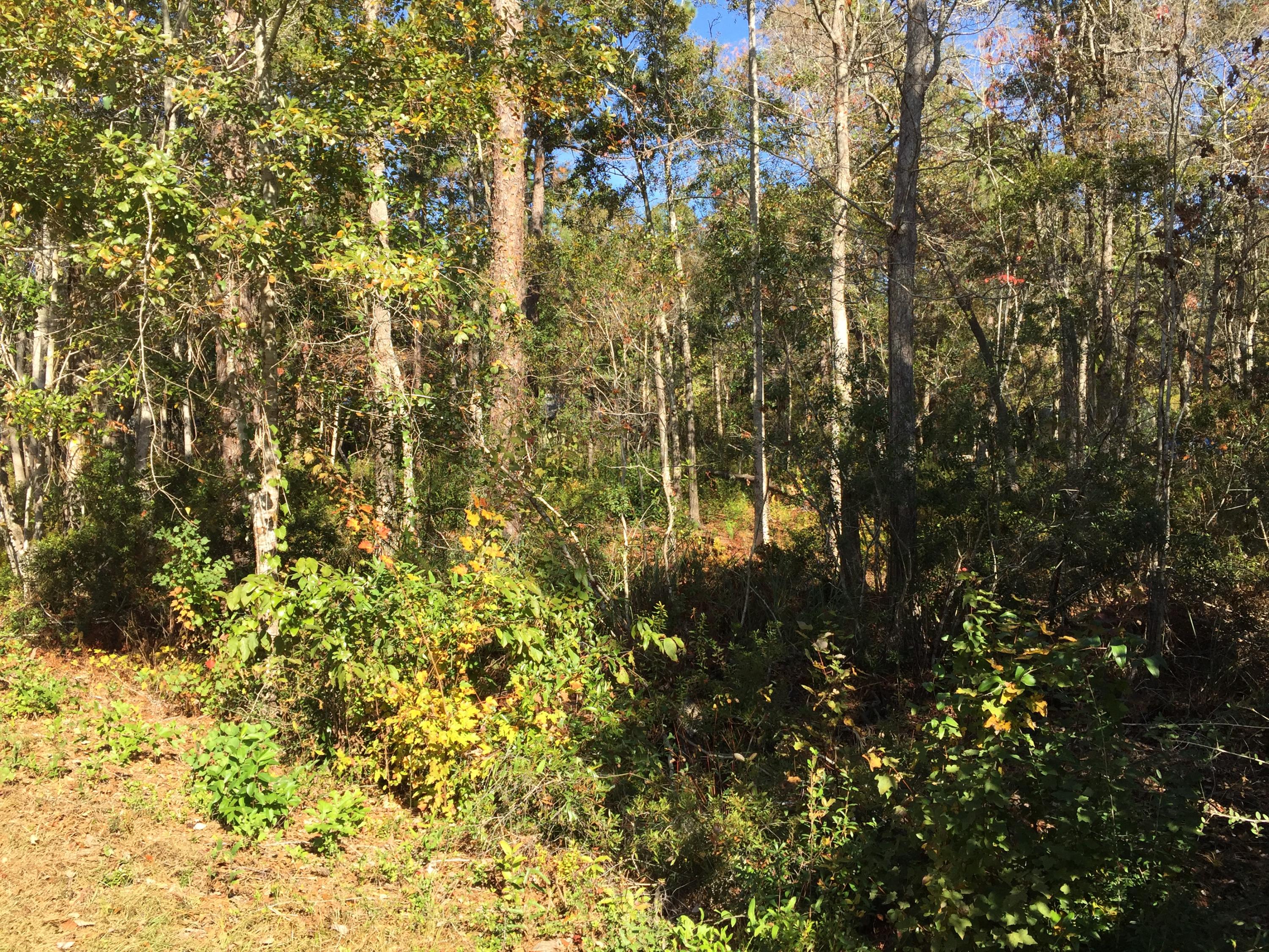 EMERALD SHORES - Land