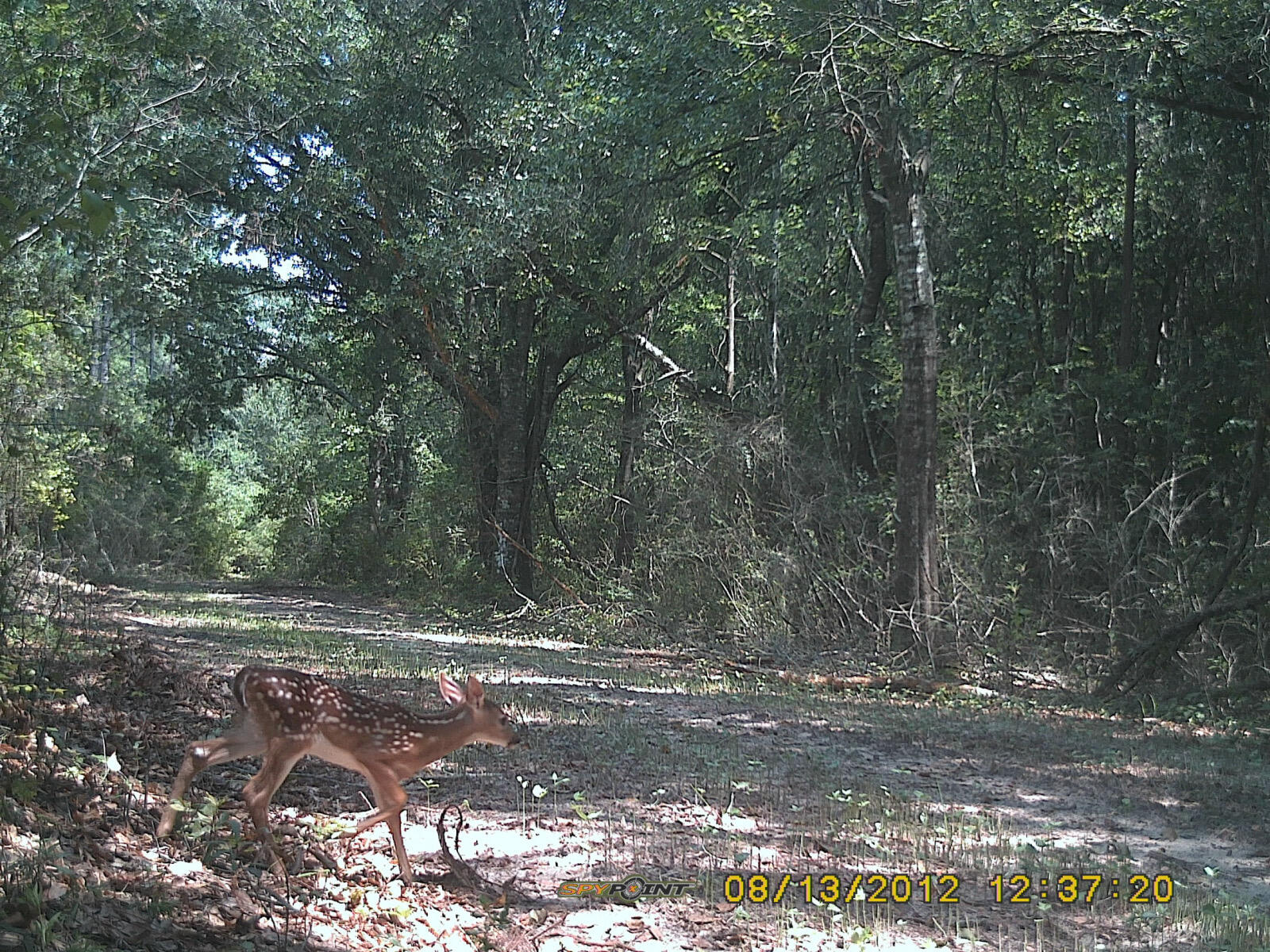 Canopy Crossing Subdivision - Land