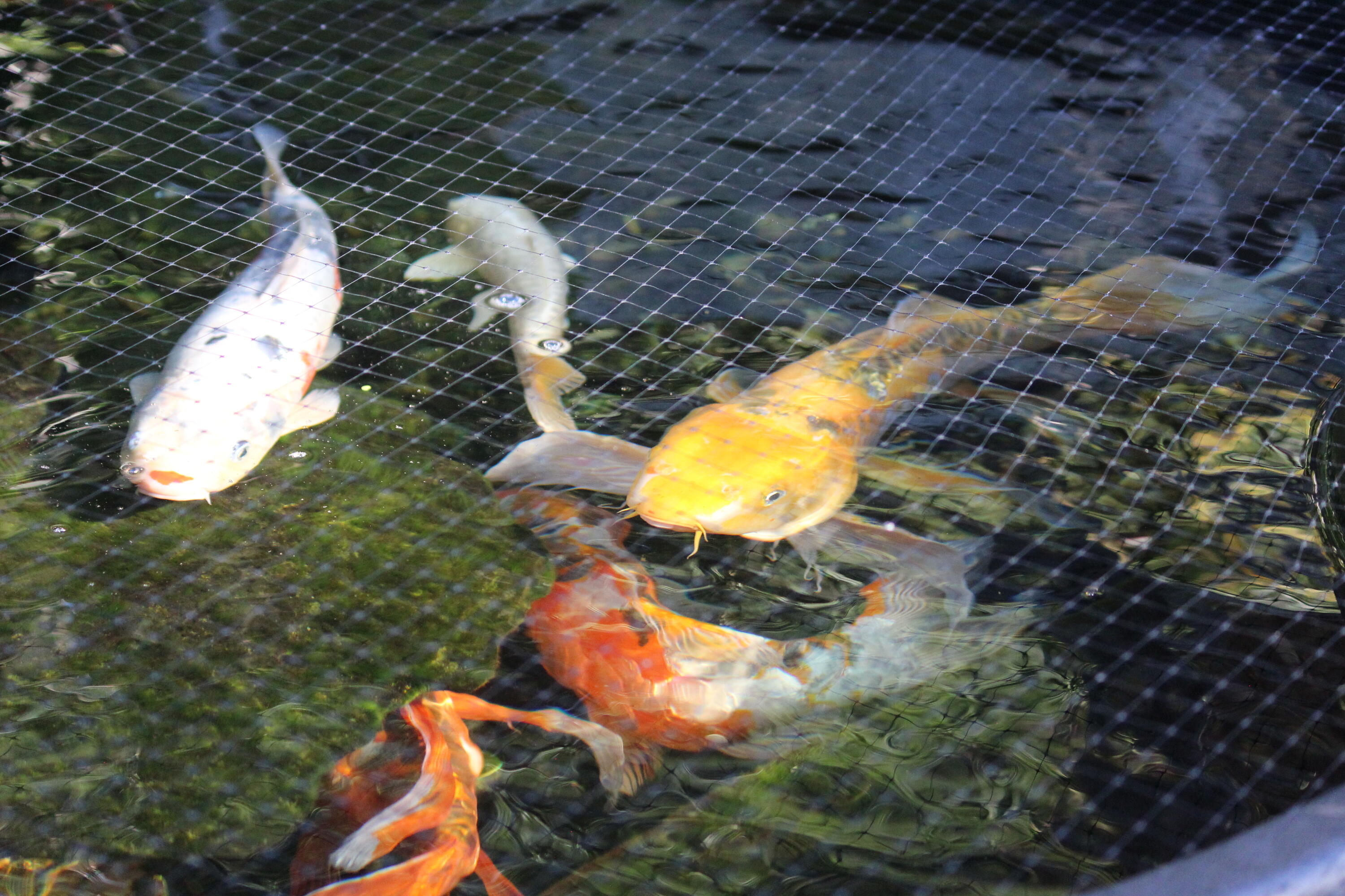 PINE LAKE S/D - Residential