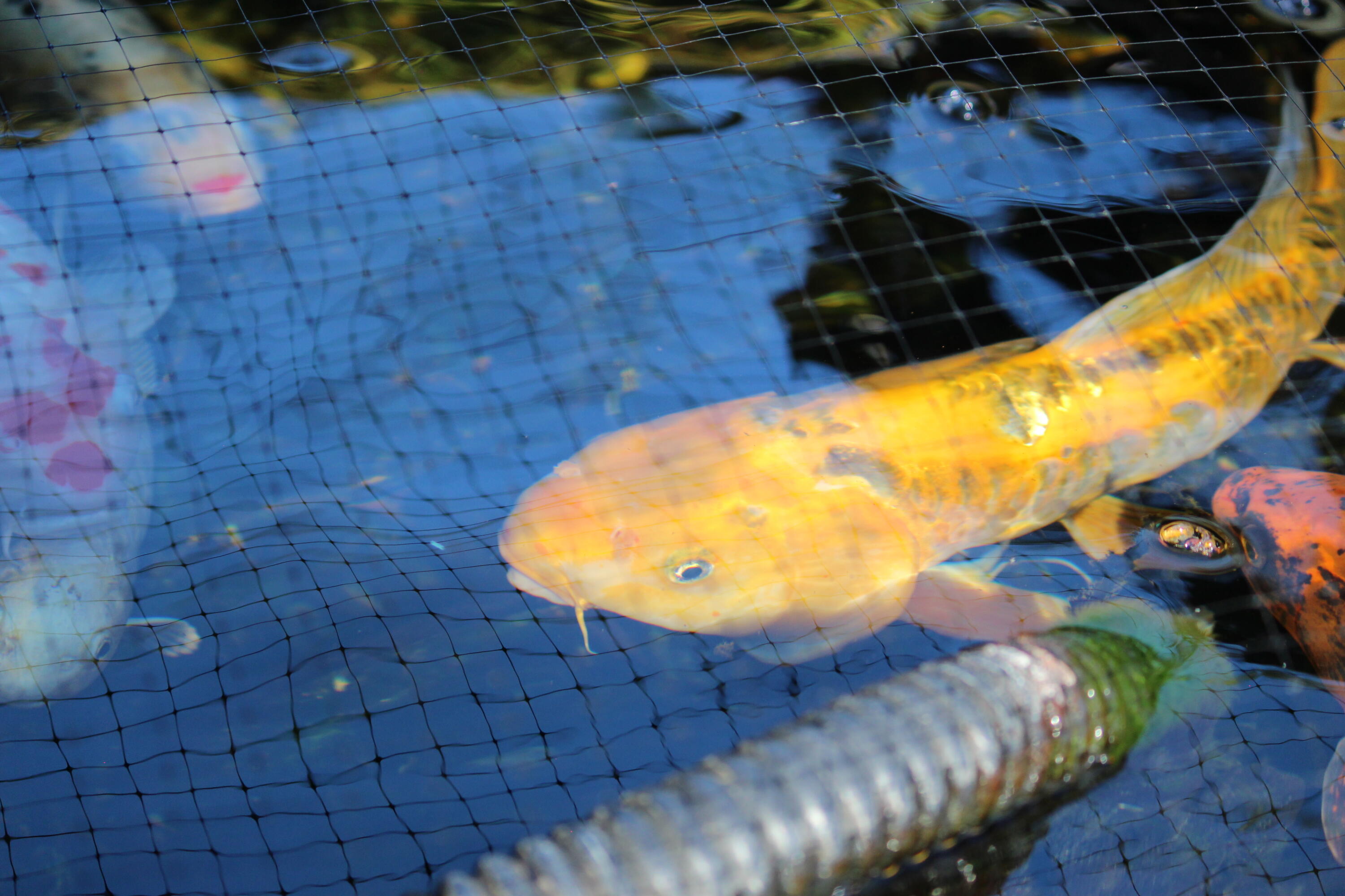 PINE LAKE S/D - Residential