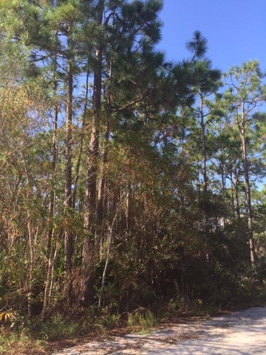 Seagrove Beach - Beautiful 50x135 lot along the west side of San Juan Ave. Build your destination home at the beach, here in Gulf Shore Manor S/D where there are no HOA dues & only your standard Walton county requirements -50ft maximum height, 7.5 side setbacks, 20 front setback and a 15 ft setback in the rear. Enough room for your beach house & private pool, however access to the gulf beaches is just a half mile straight south across 30A at S. San Juan. Entertainment, shopping & dining just a mile west down the 30A bike path in Seaside Central Square. ***Buyer is responsible for personally verifying details about this property. All information contained on the listing is believed to be accurate, yet not guaranteed. ***