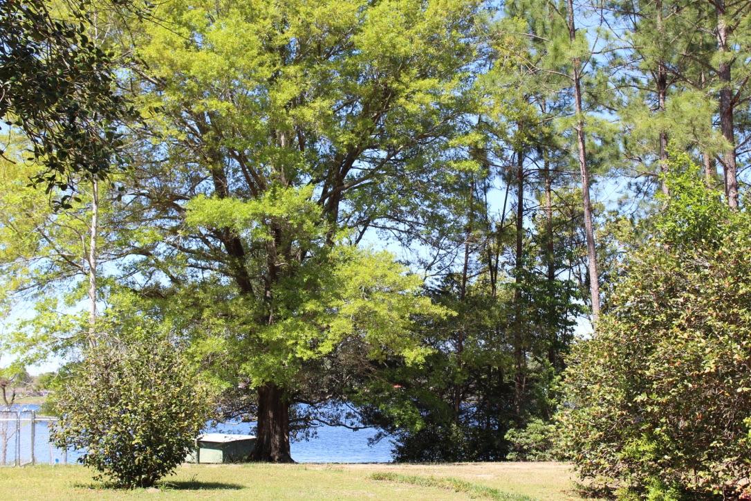 Lake Stanley & Back Lake - Residential