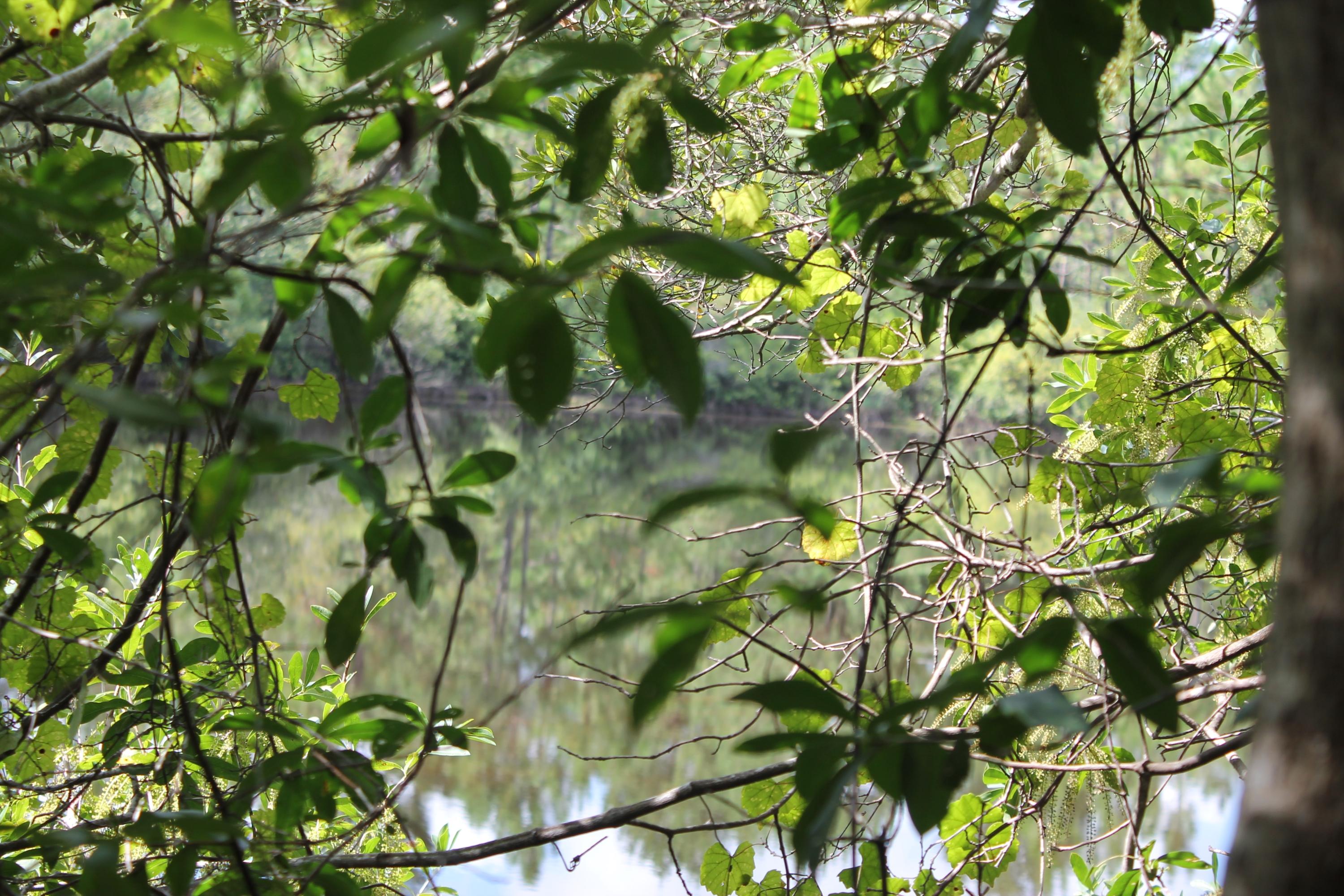 MT OLIVE ESTATES - Residential